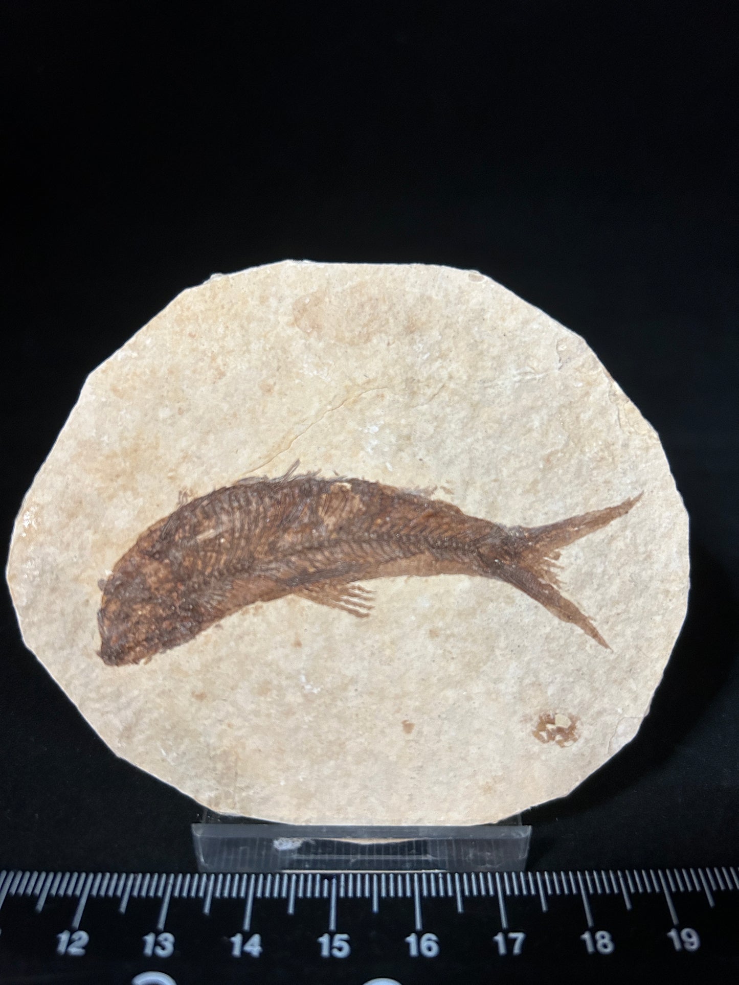 Fossil Fish in Matrix