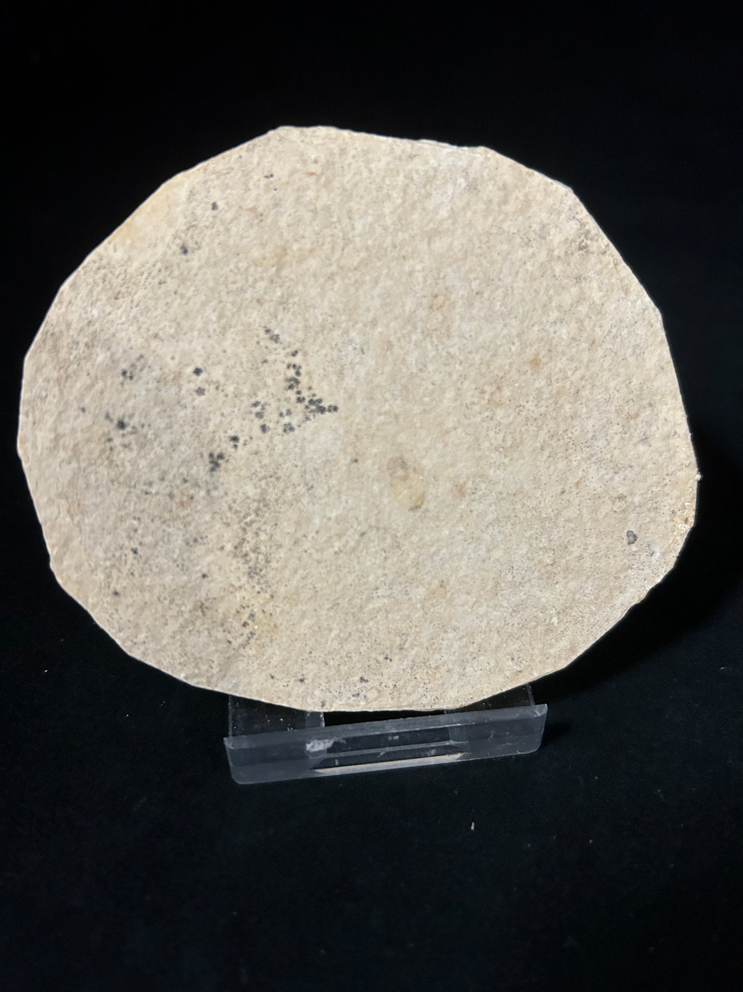 Fossil Fish in Matrix