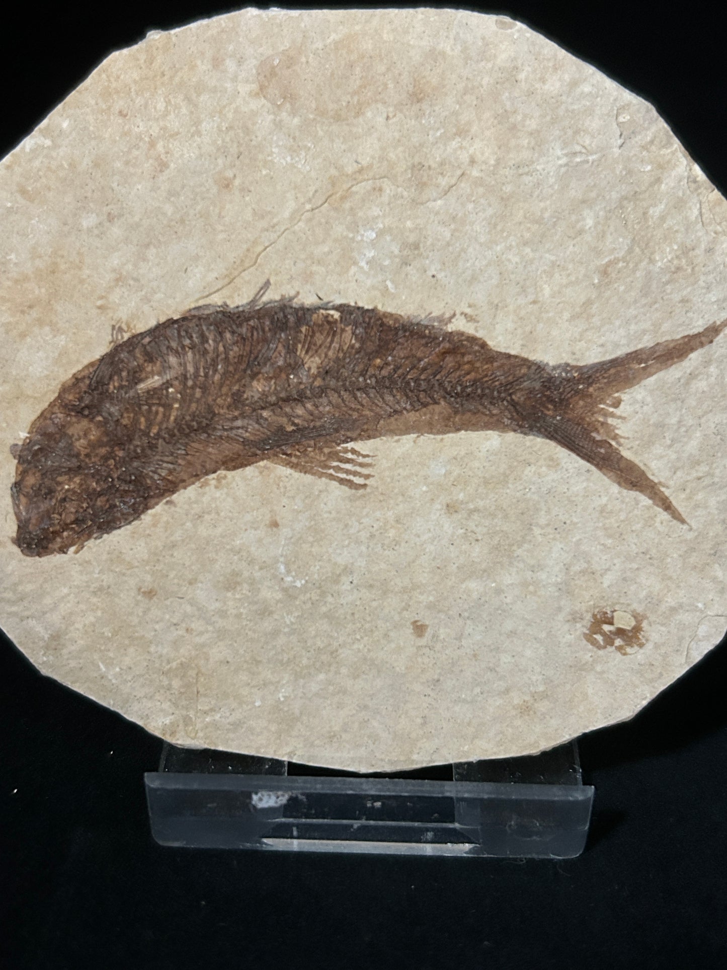 Fossil Fish in Matrix