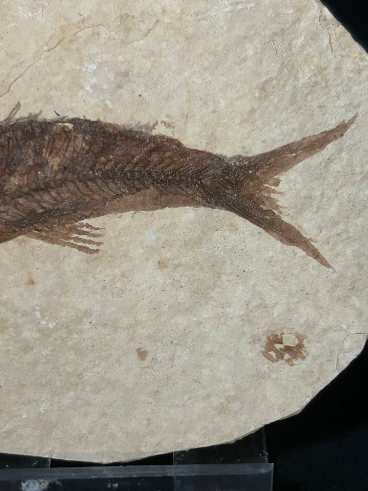 Fossil Fish in Matrix