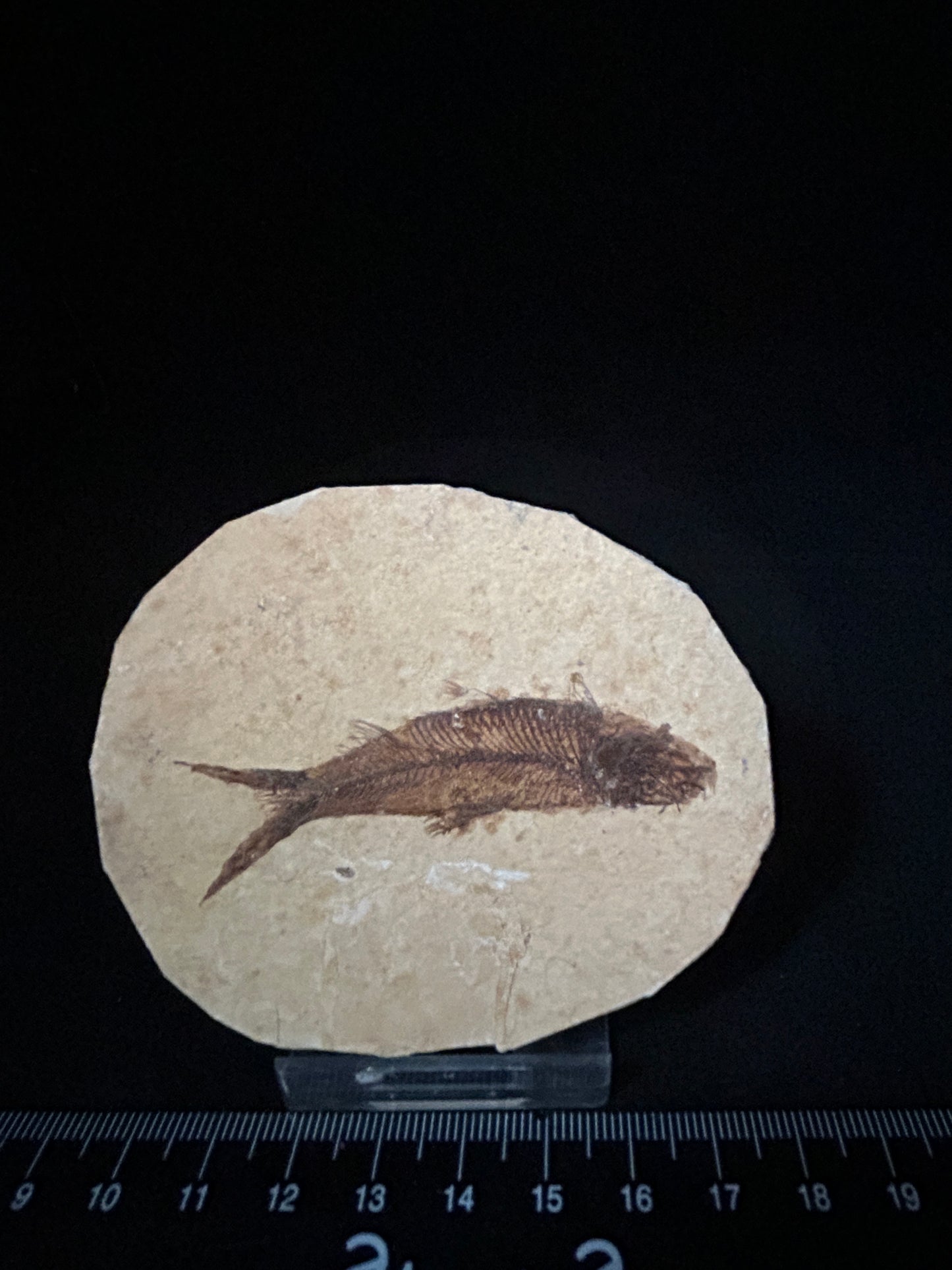 Fabulous Fossil Fish in Matrix
