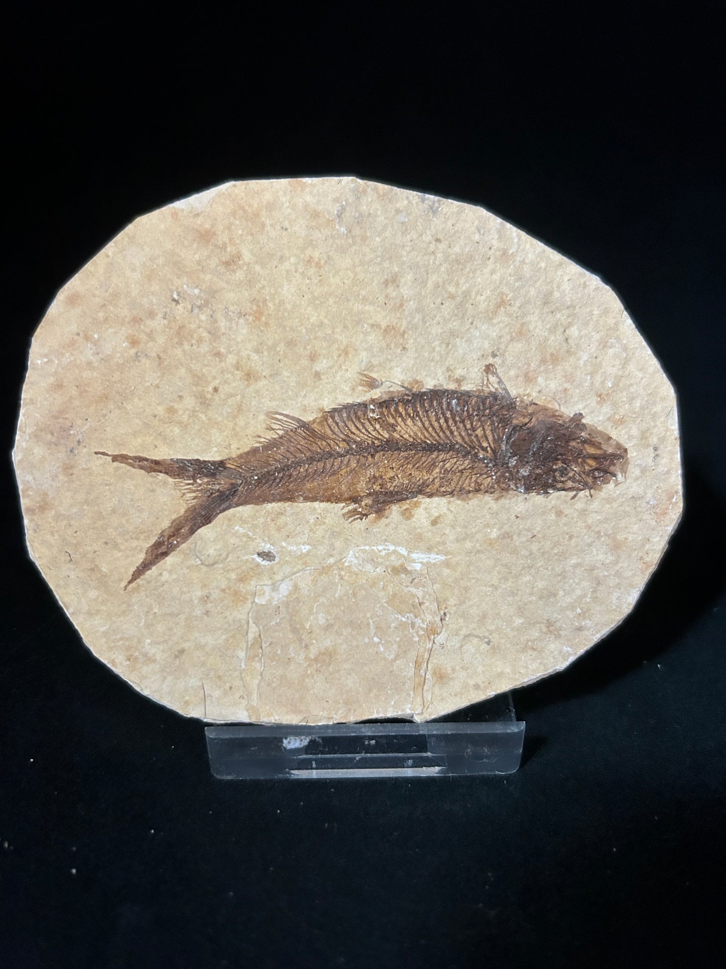 Fabulous Fossil Fish in Matrix