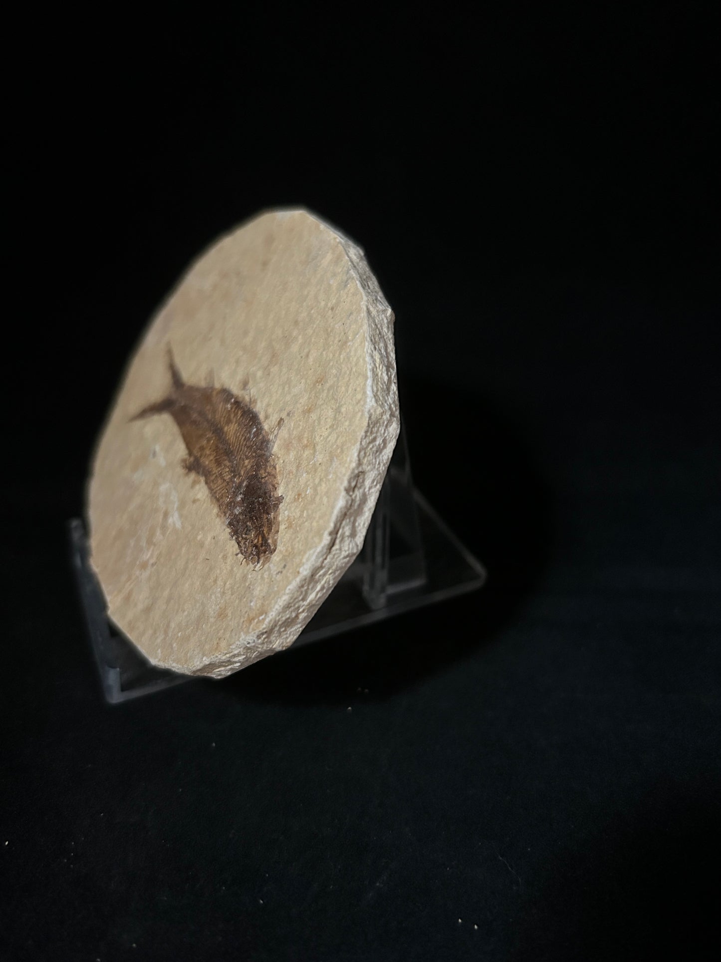 Fabulous Fossil Fish in Matrix