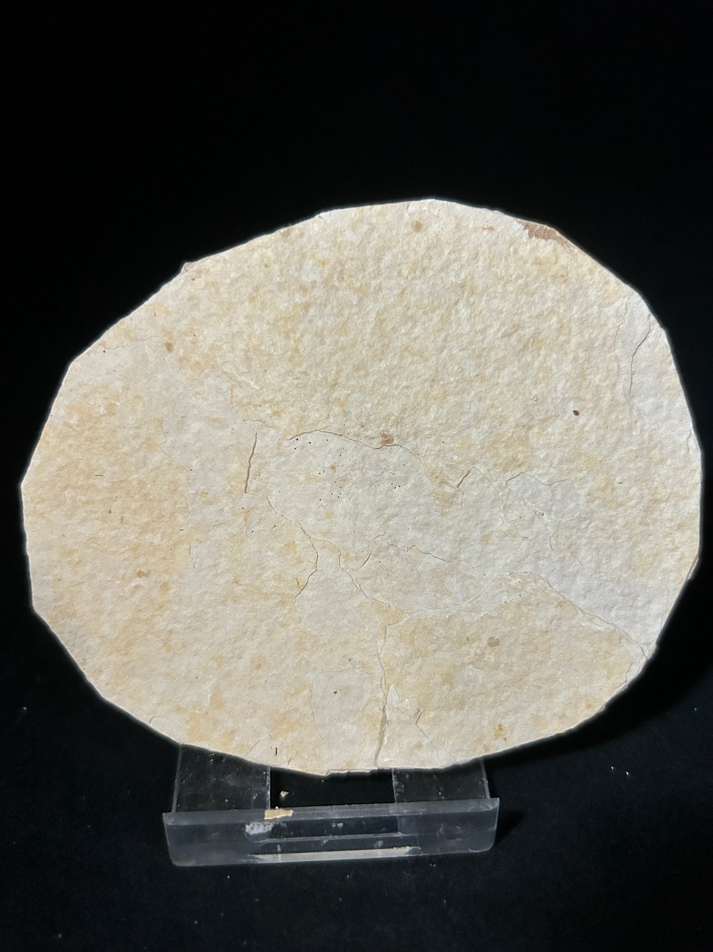 Fabulous Fossil Fish in Matrix