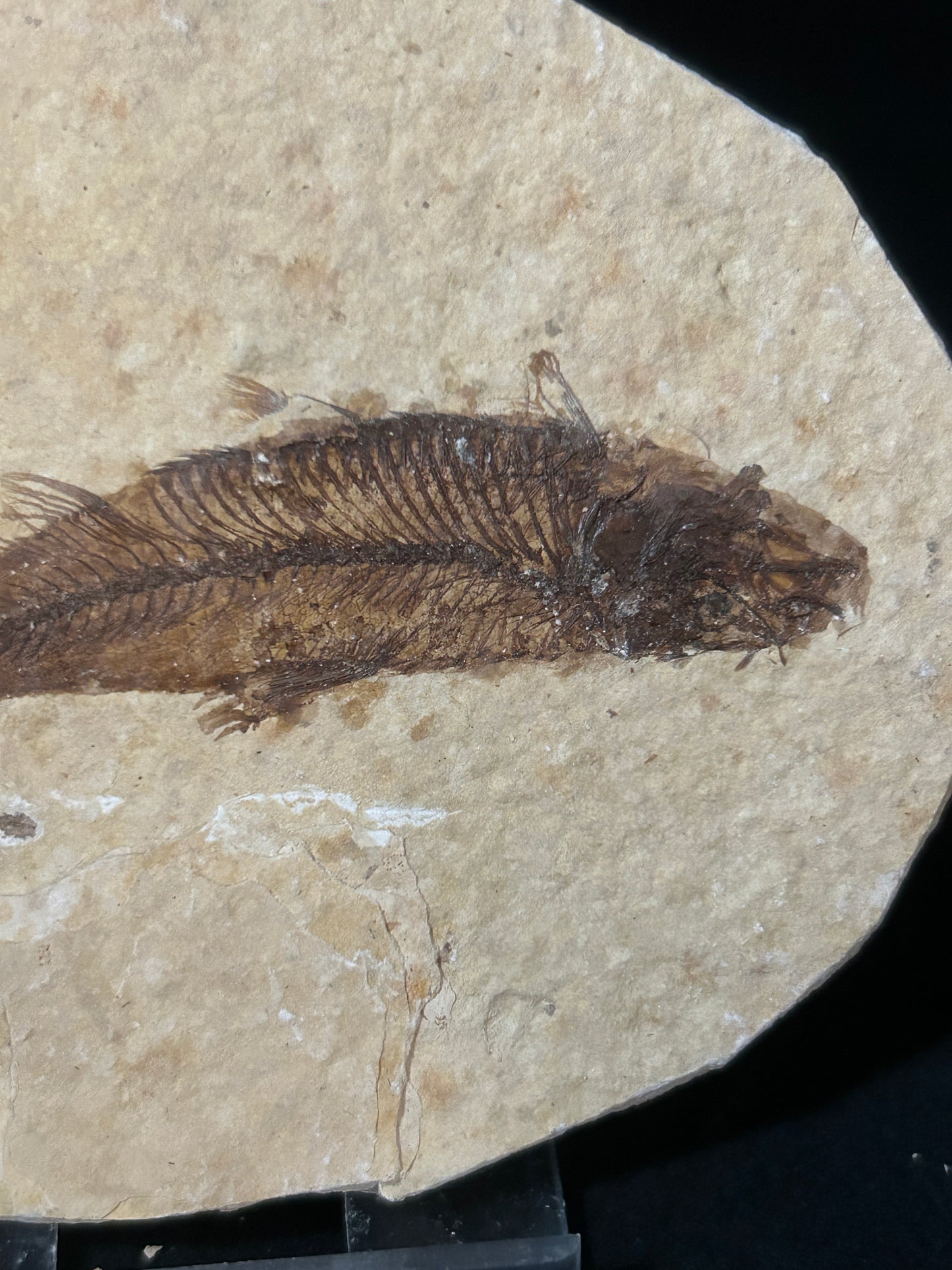 Fabulous Fossil Fish in Matrix