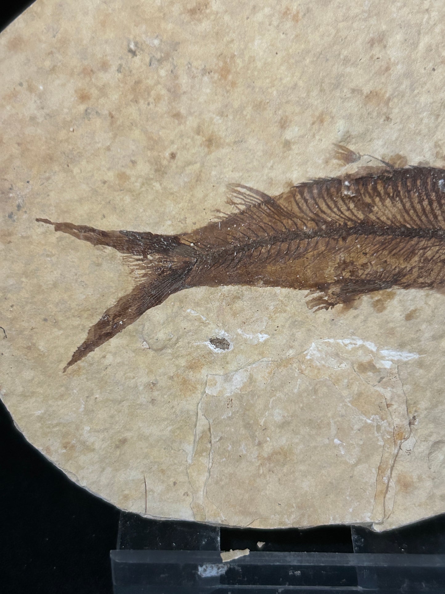 Fabulous Fossil Fish in Matrix