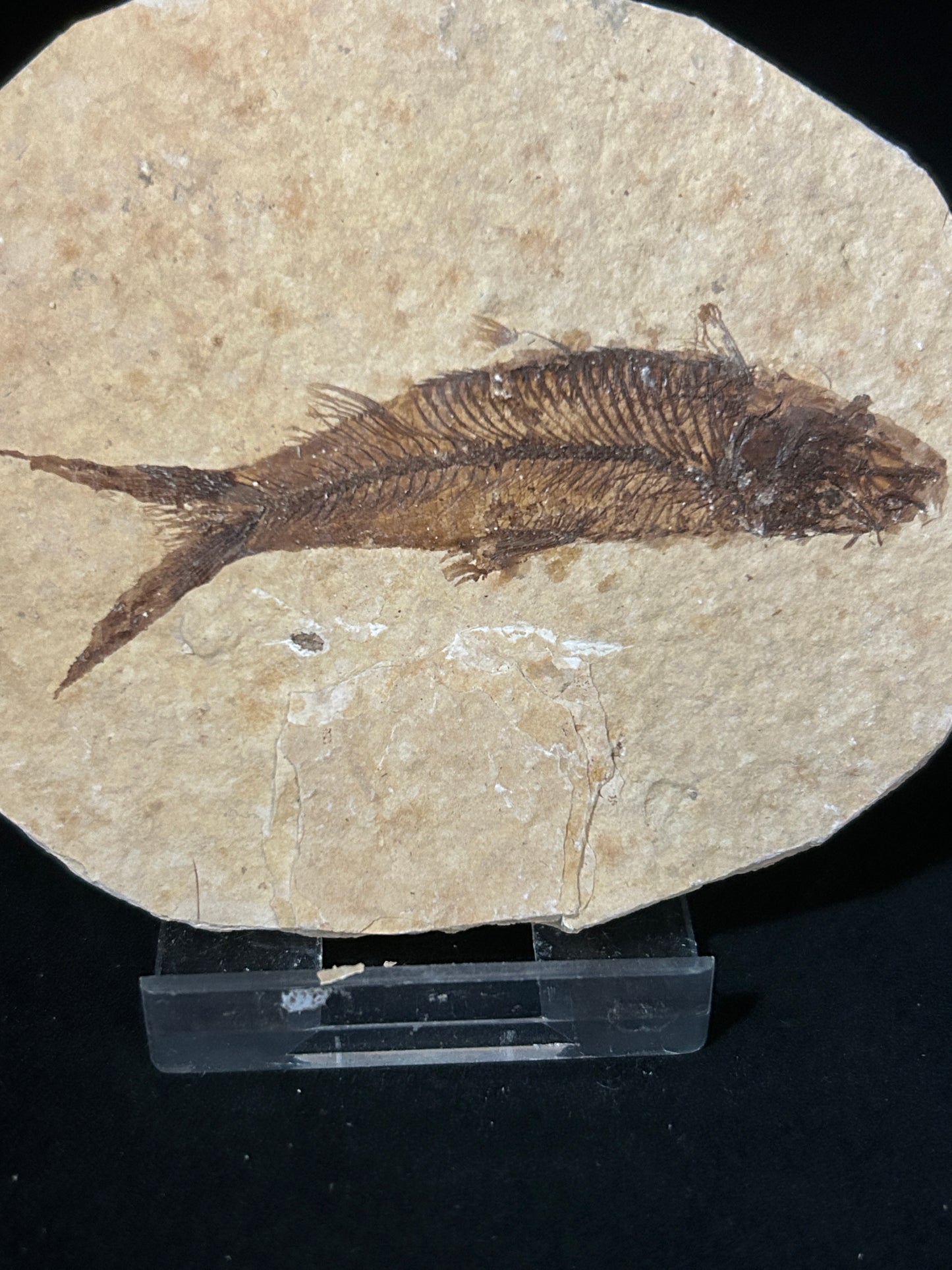Fabulous Fossil Fish in Matrix