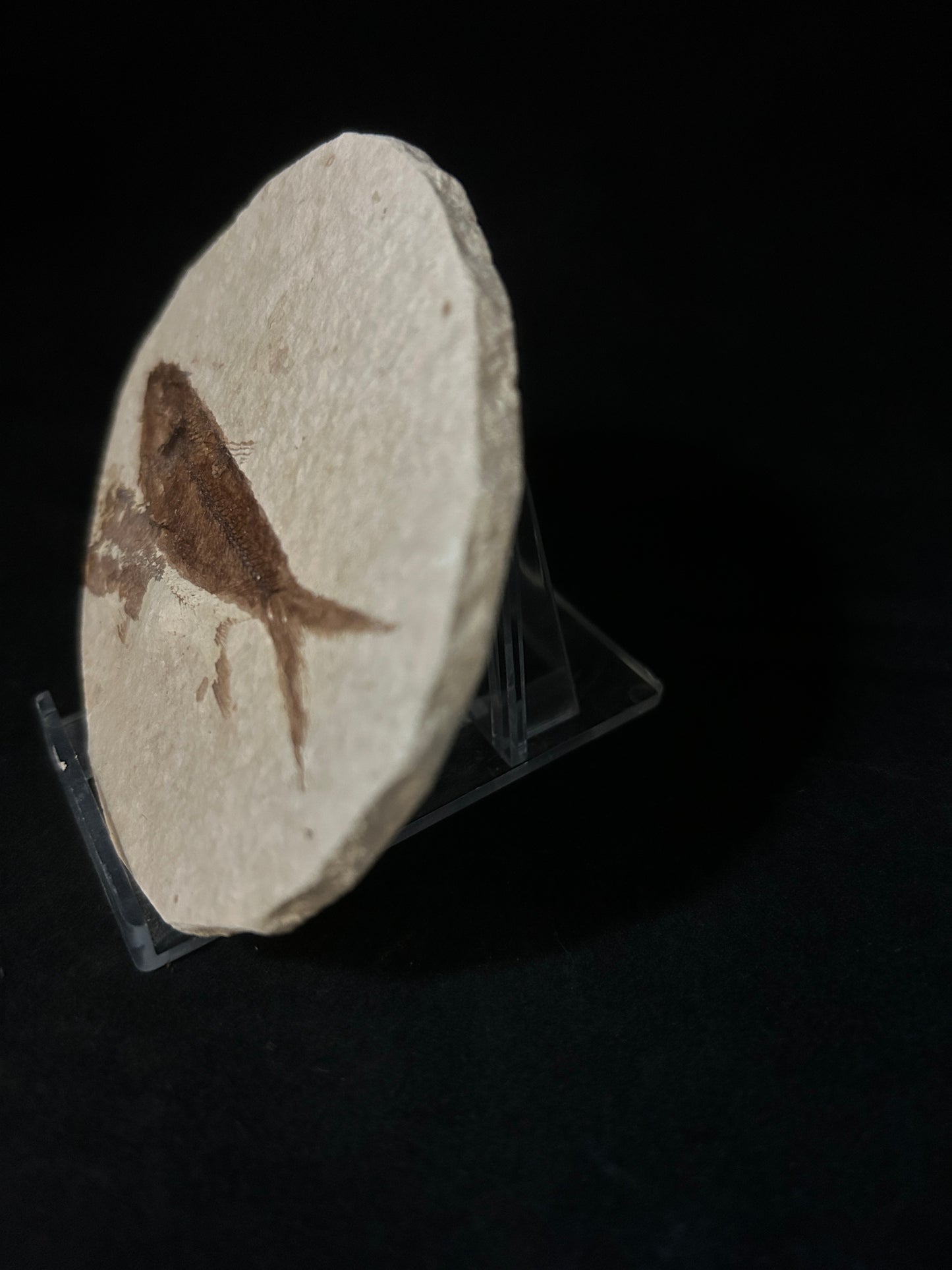 Fossil Fish in Matrix