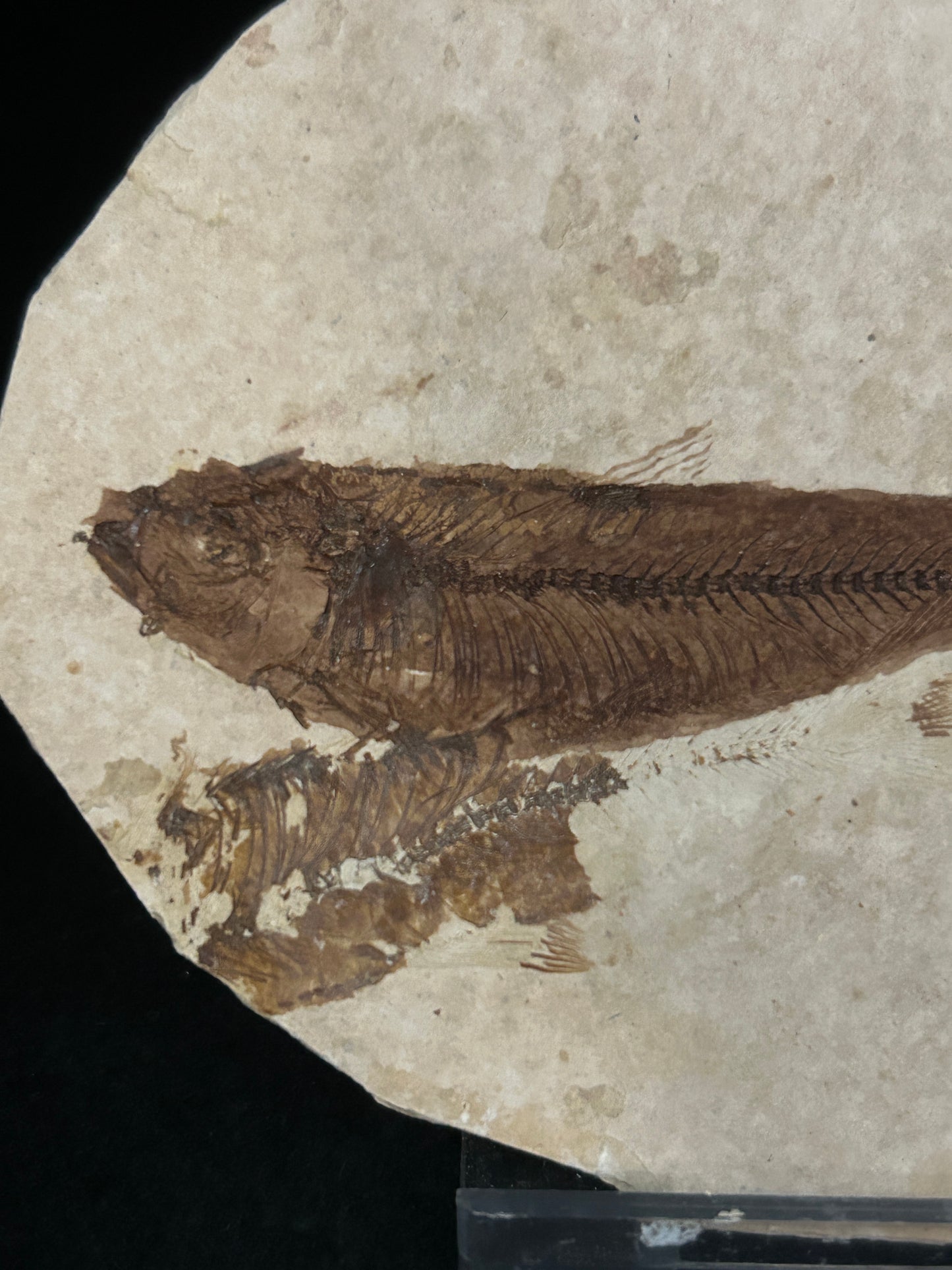 Fossil Fish in Matrix