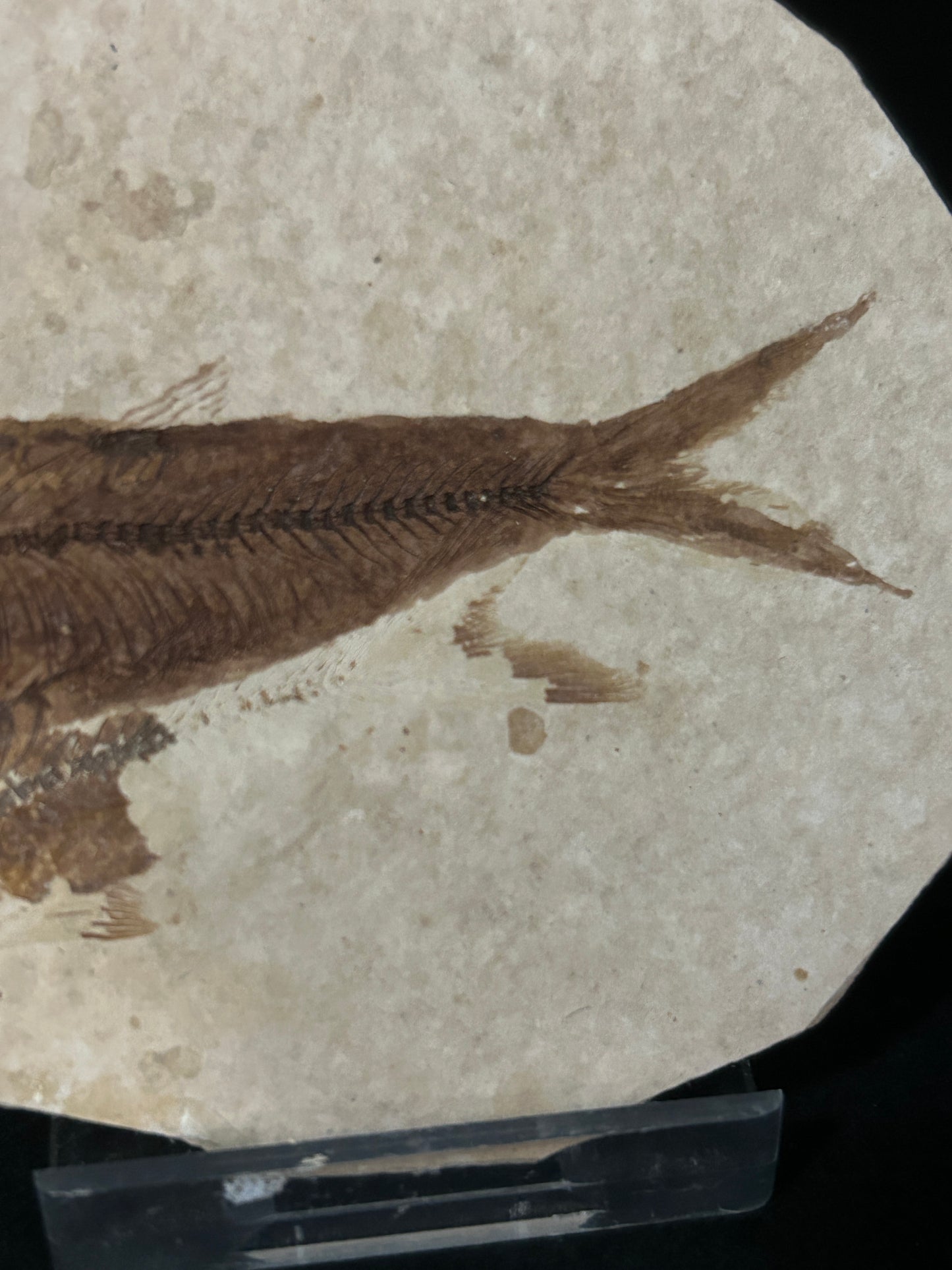 Fossil Fish in Matrix