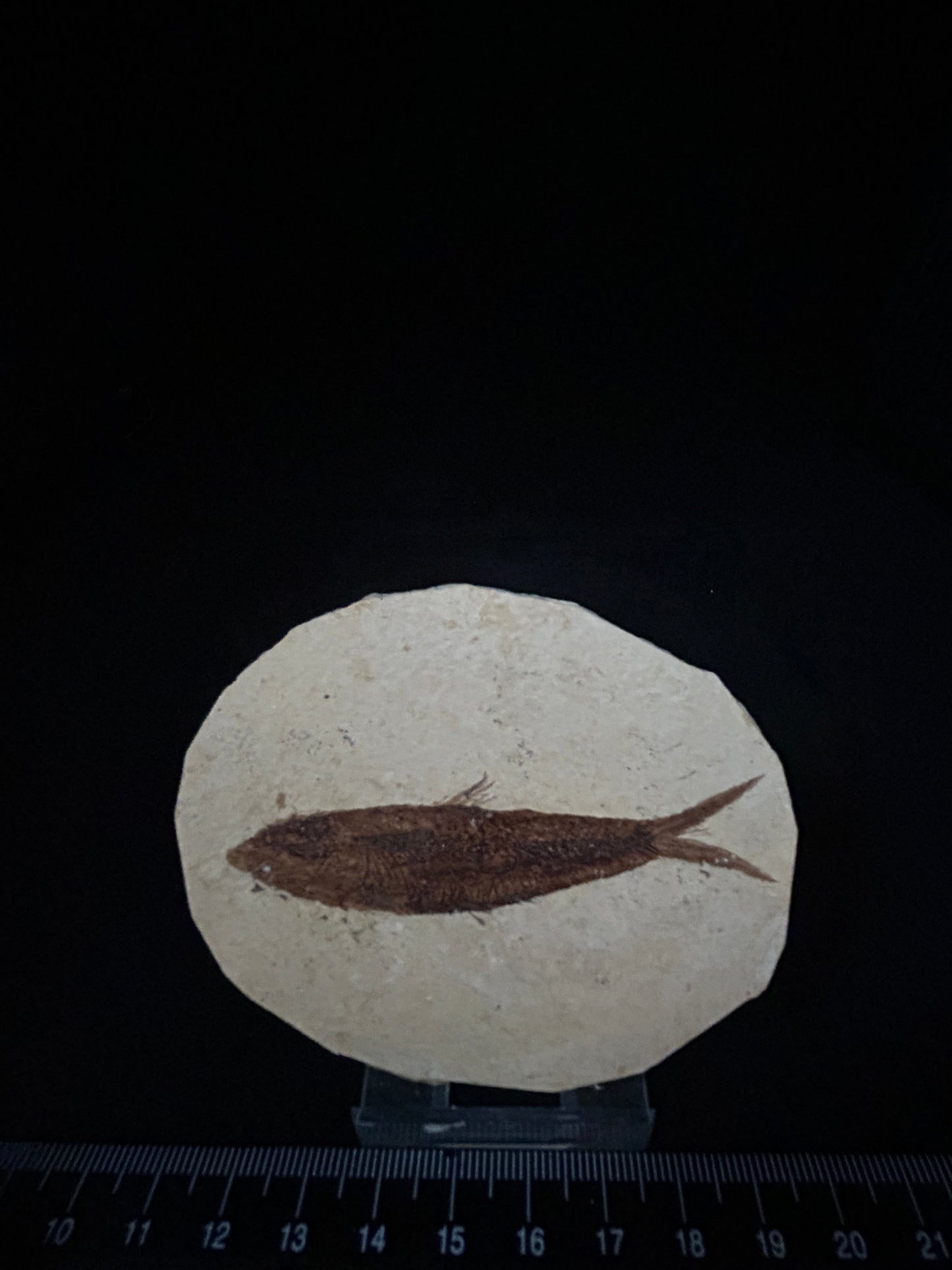 Fossil Fish in Matrix