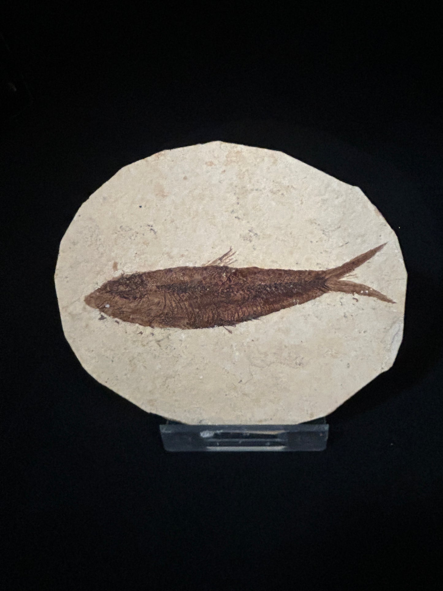 Fossil Fish in Matrix