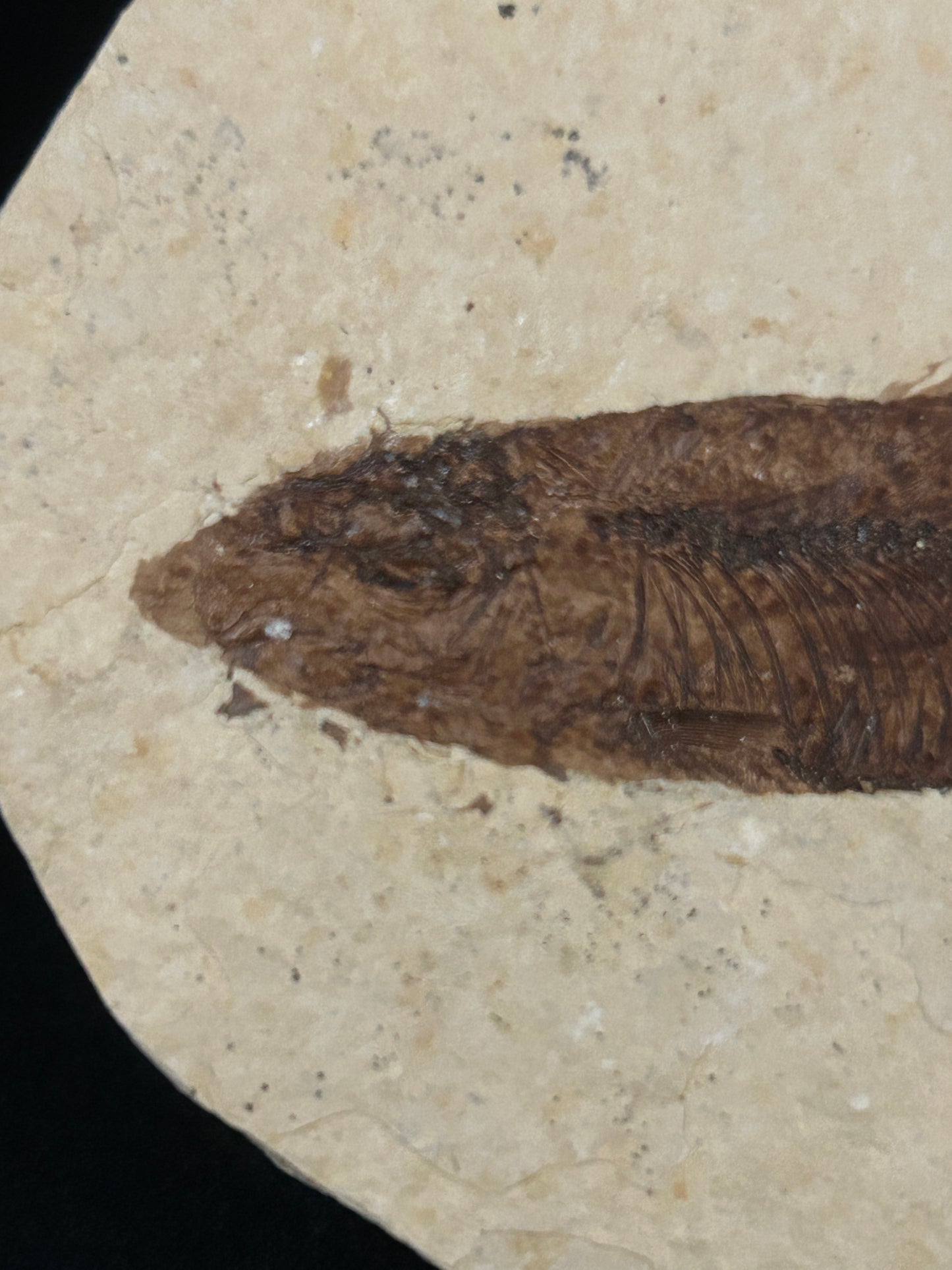 Fossil Fish in Matrix
