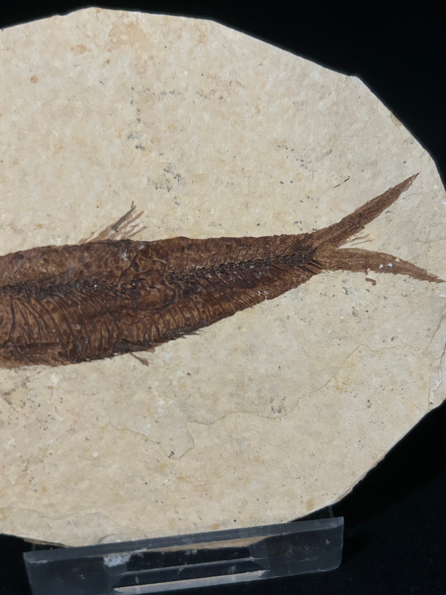 Fossil Fish in Matrix