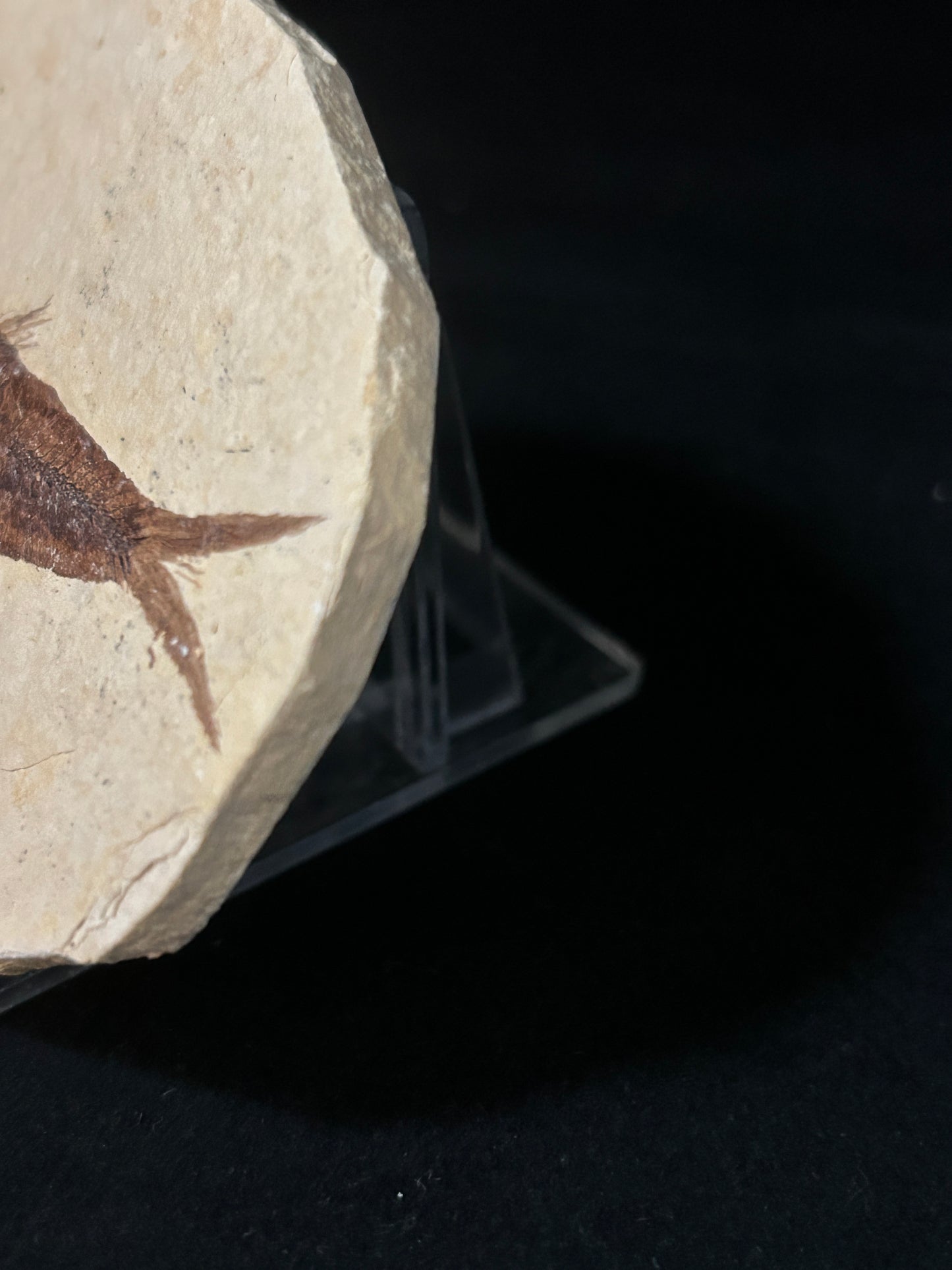Fossil Fish in Matrix
