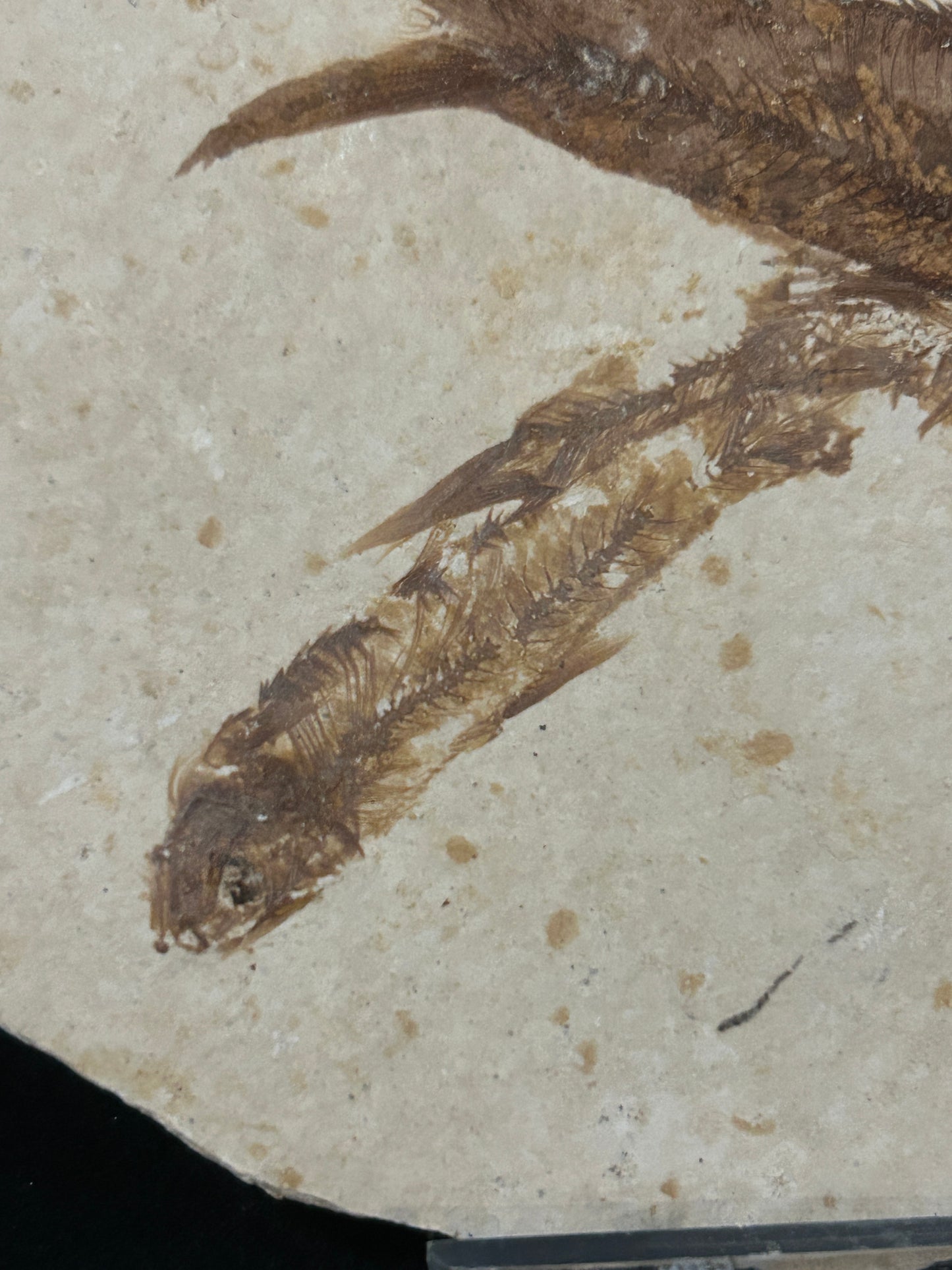 Fossil Fish in Matrix