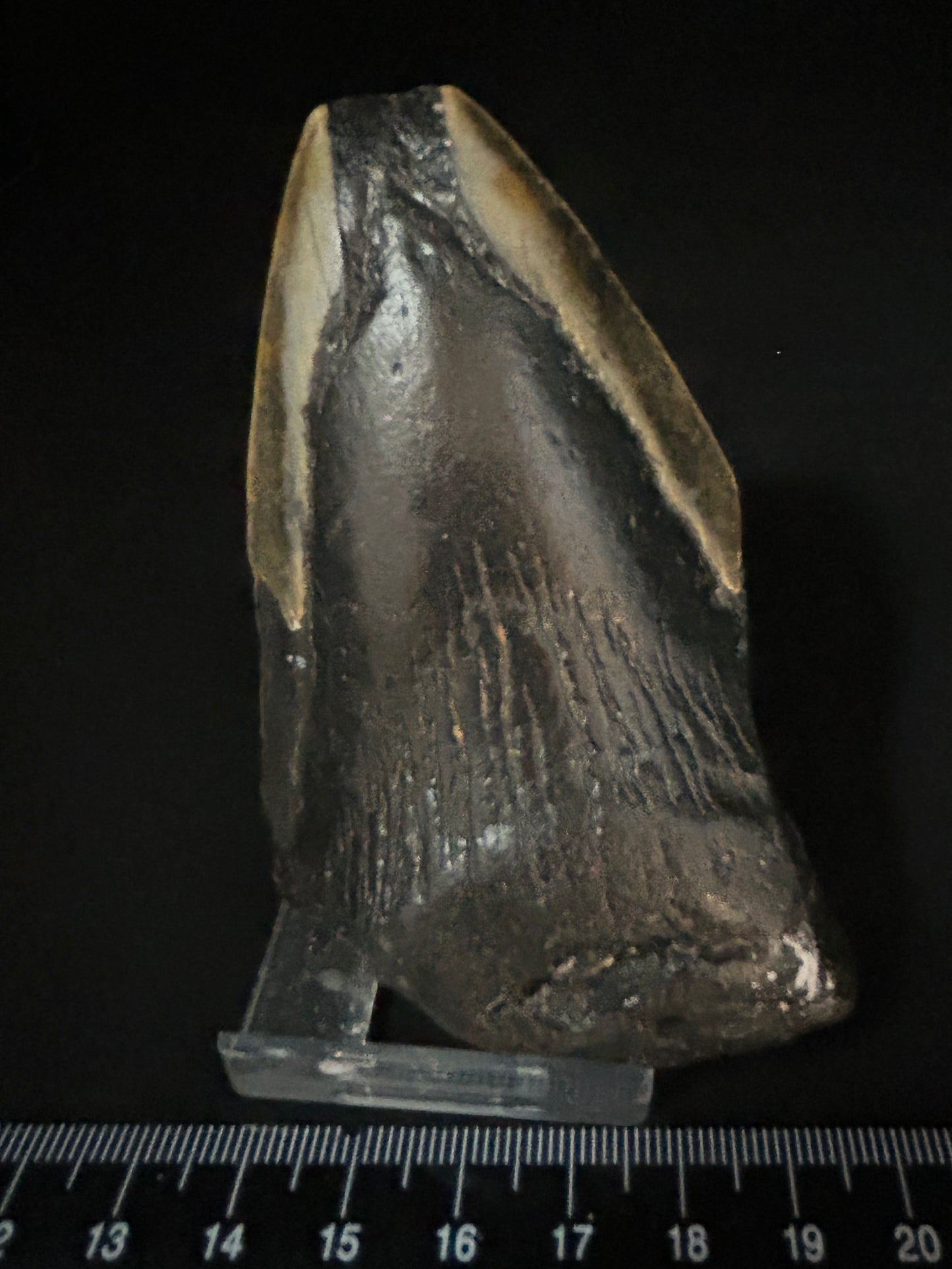 Megalodon Shark Tooth