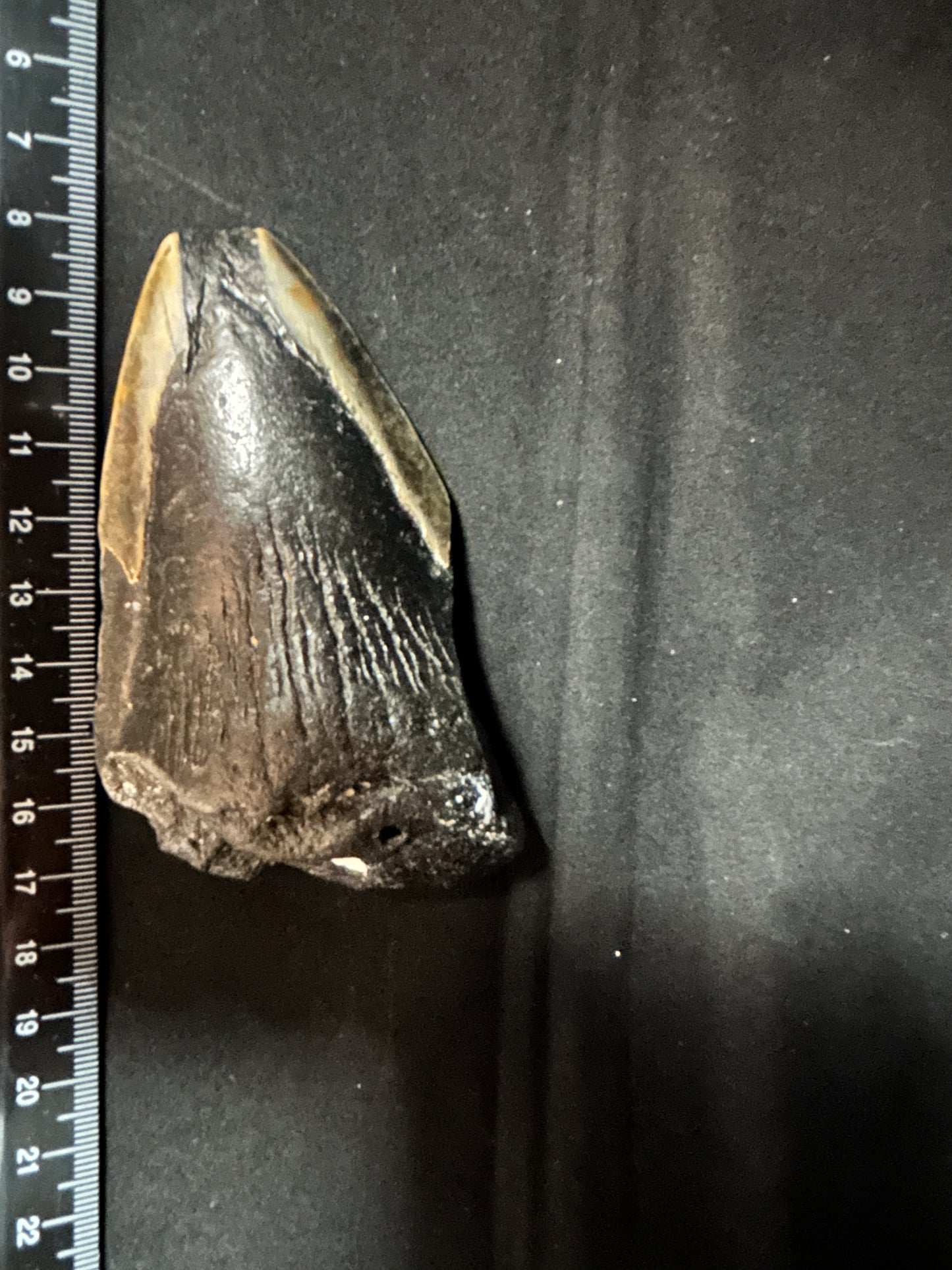 Megalodon Shark Tooth