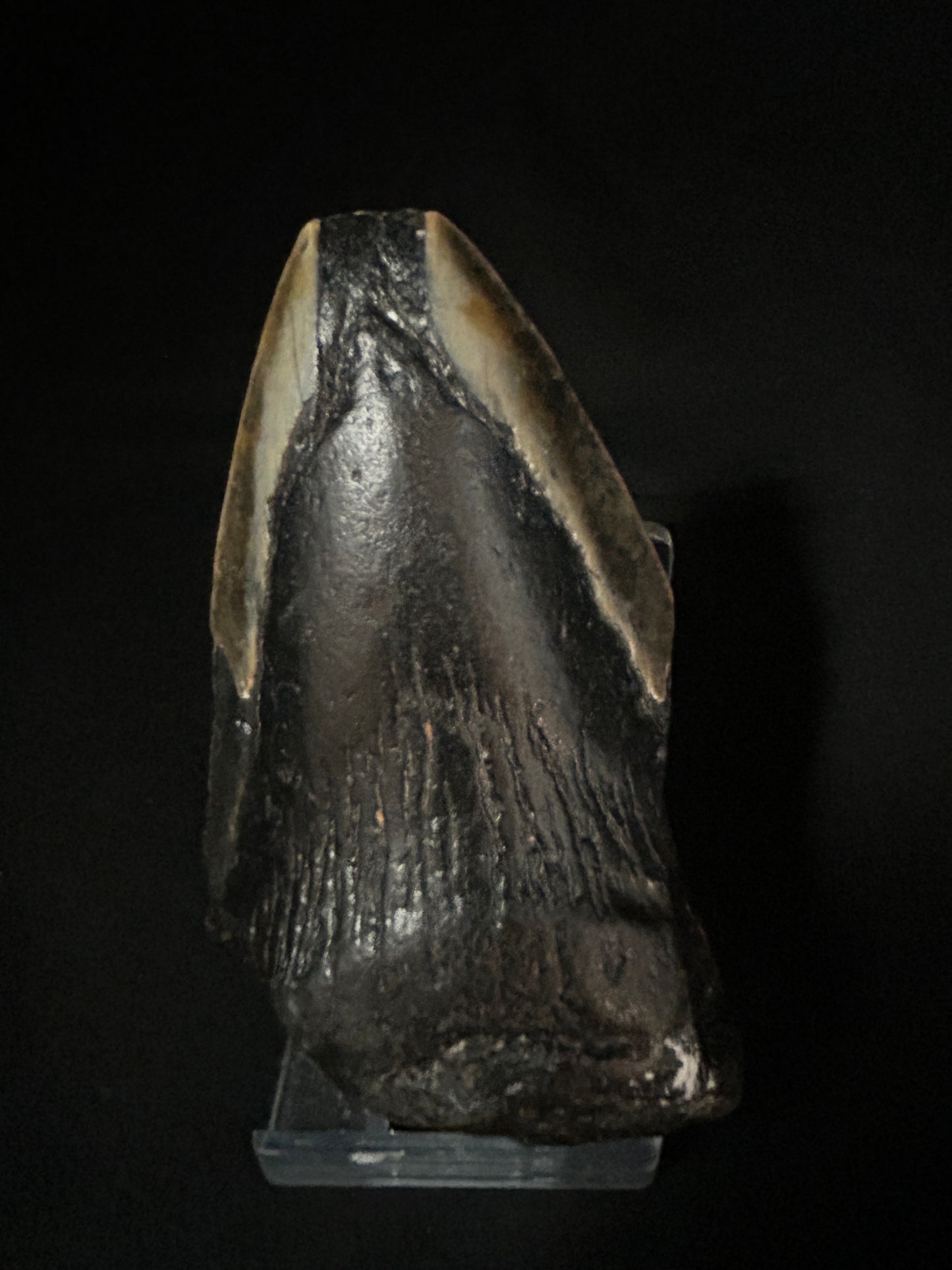 Megalodon Shark Tooth