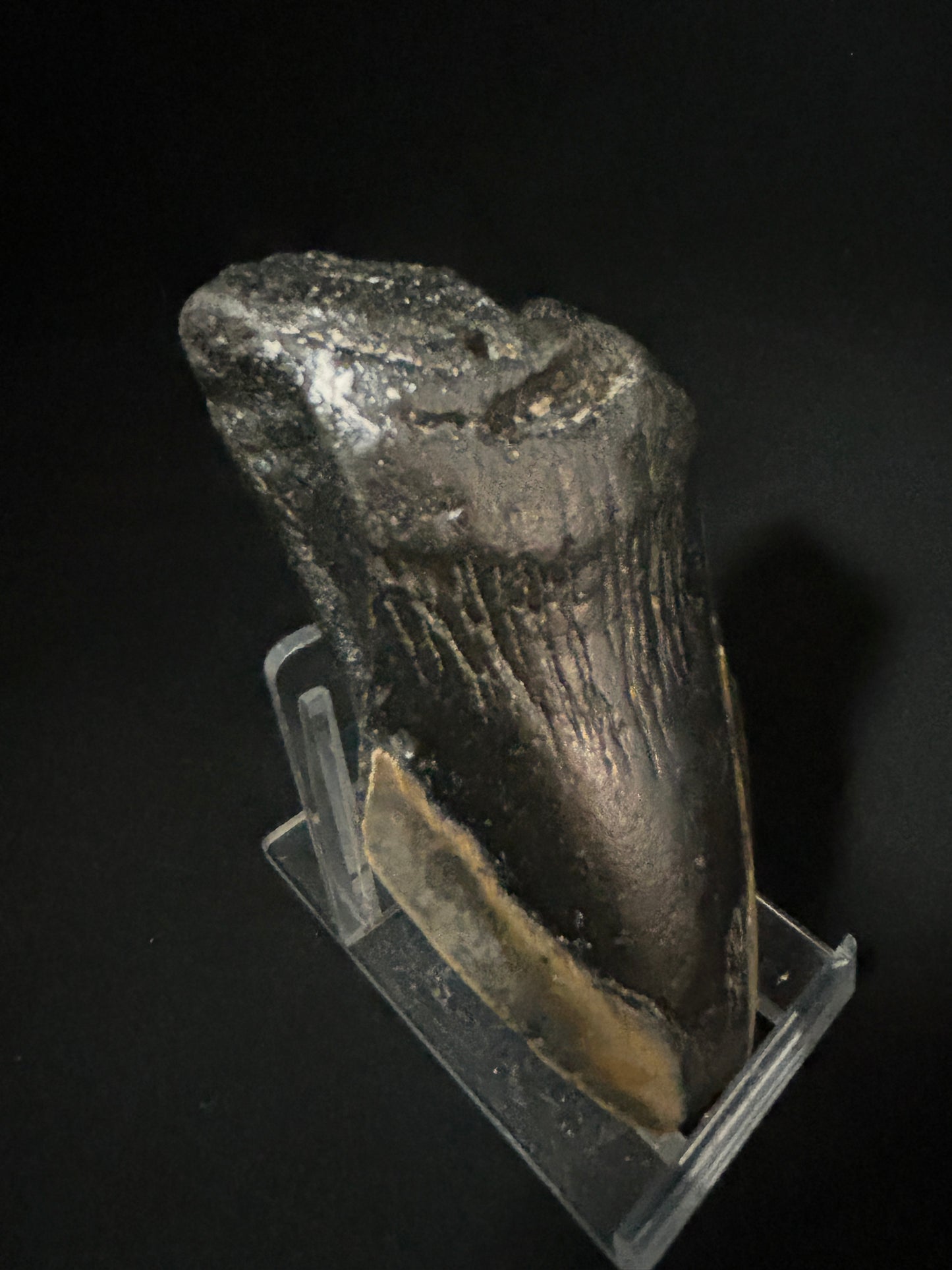 Megalodon Shark Tooth
