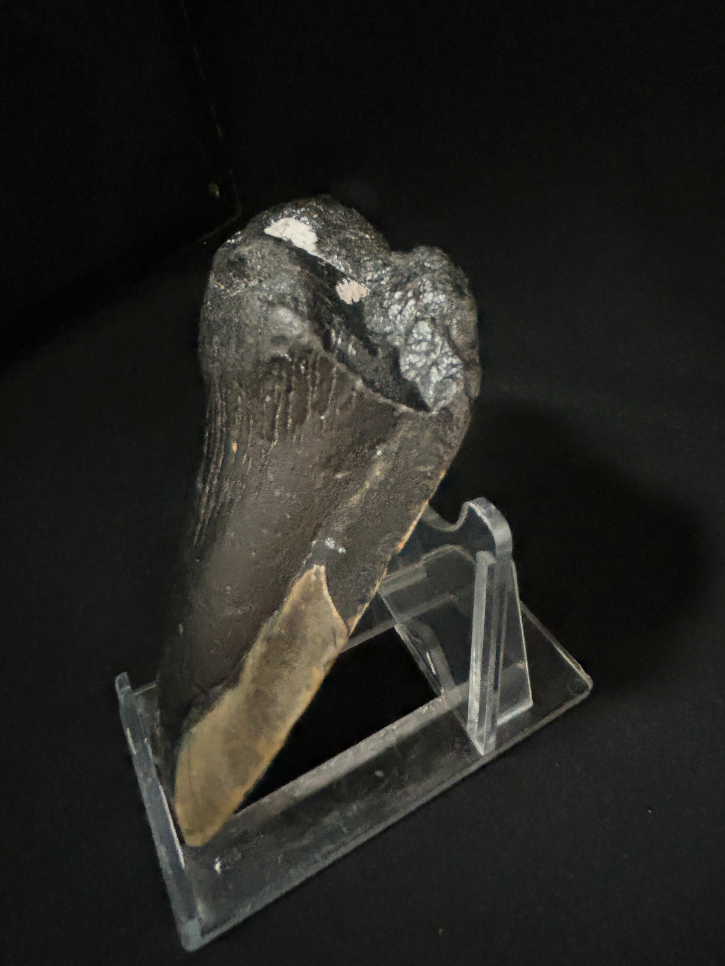 Megalodon Shark Tooth