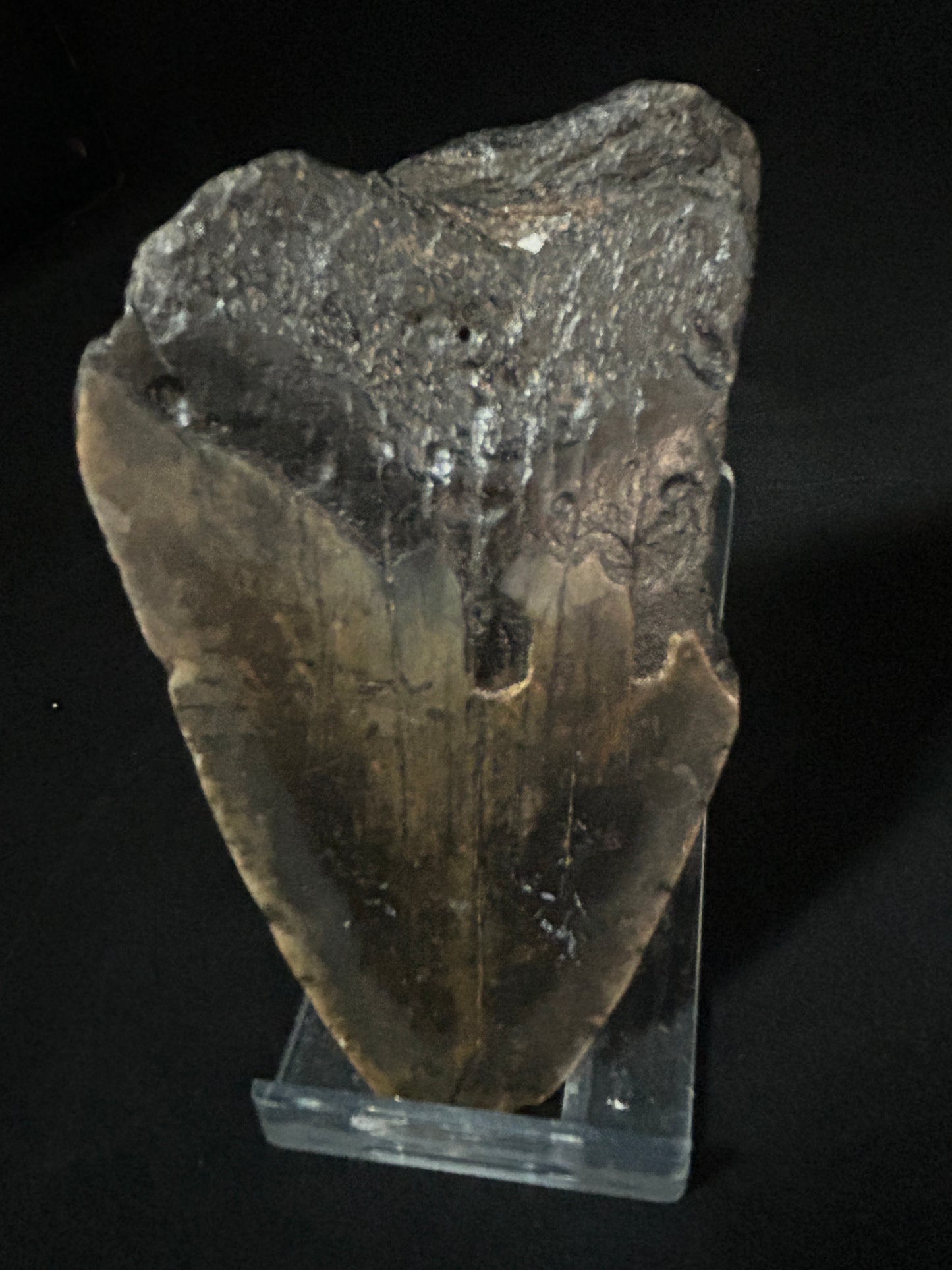 Megalodon Shark Tooth