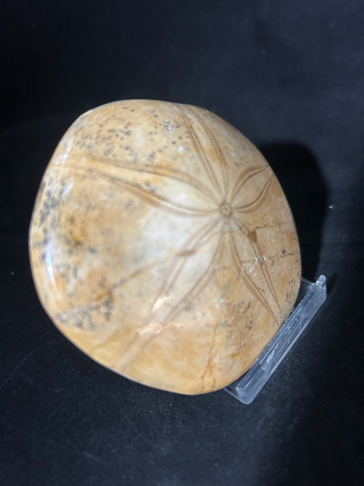 Fossil Sand Dollar