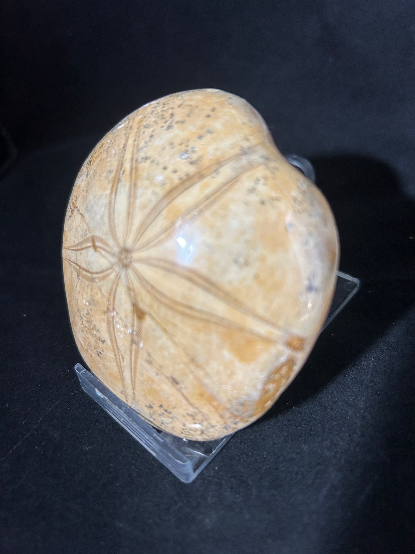 Fossil Sand Dollar