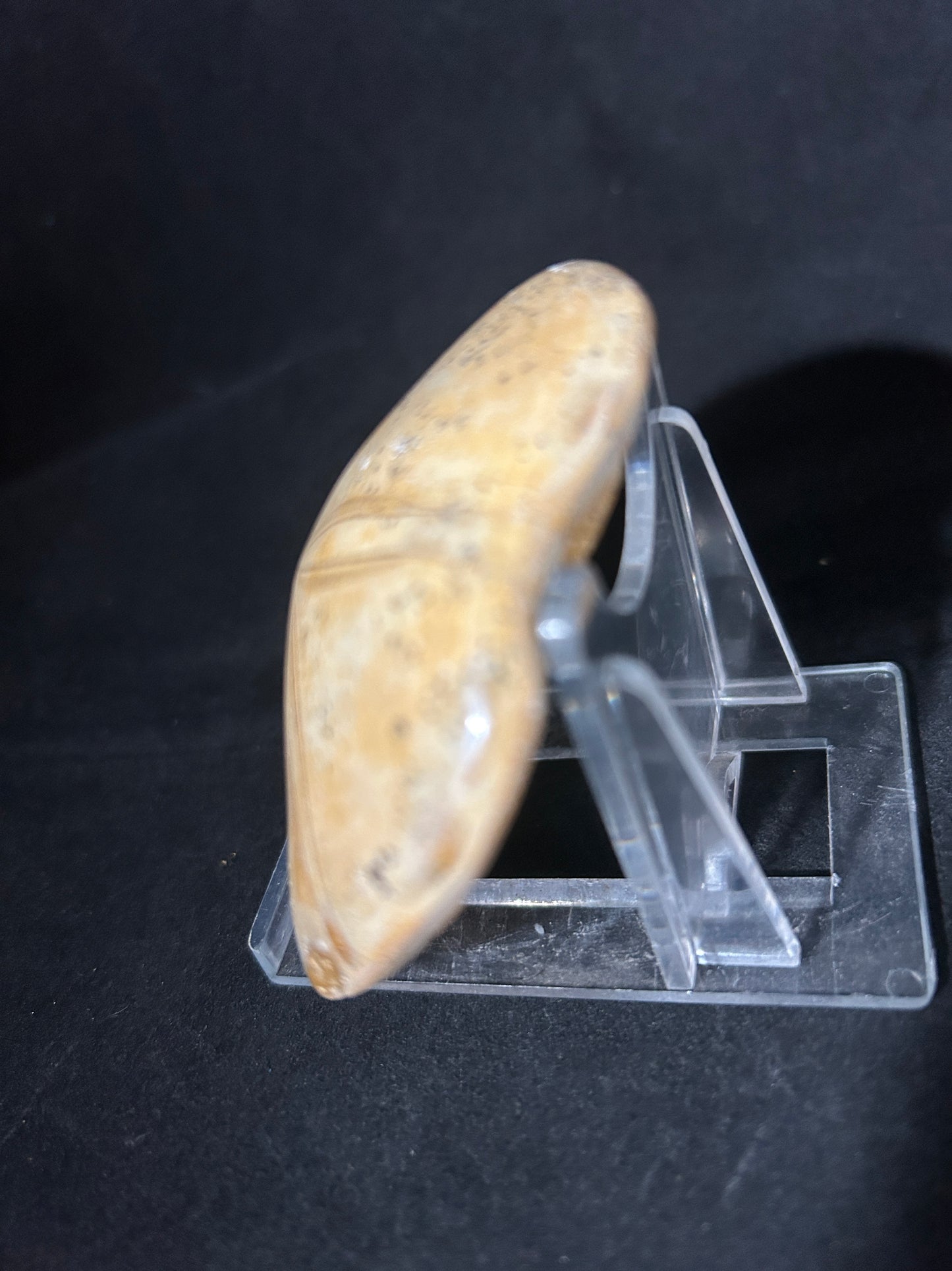 Fossil Sand Dollar
