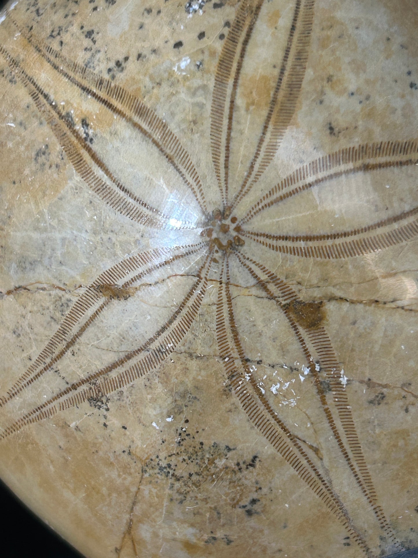 Fossil Sand Dollar