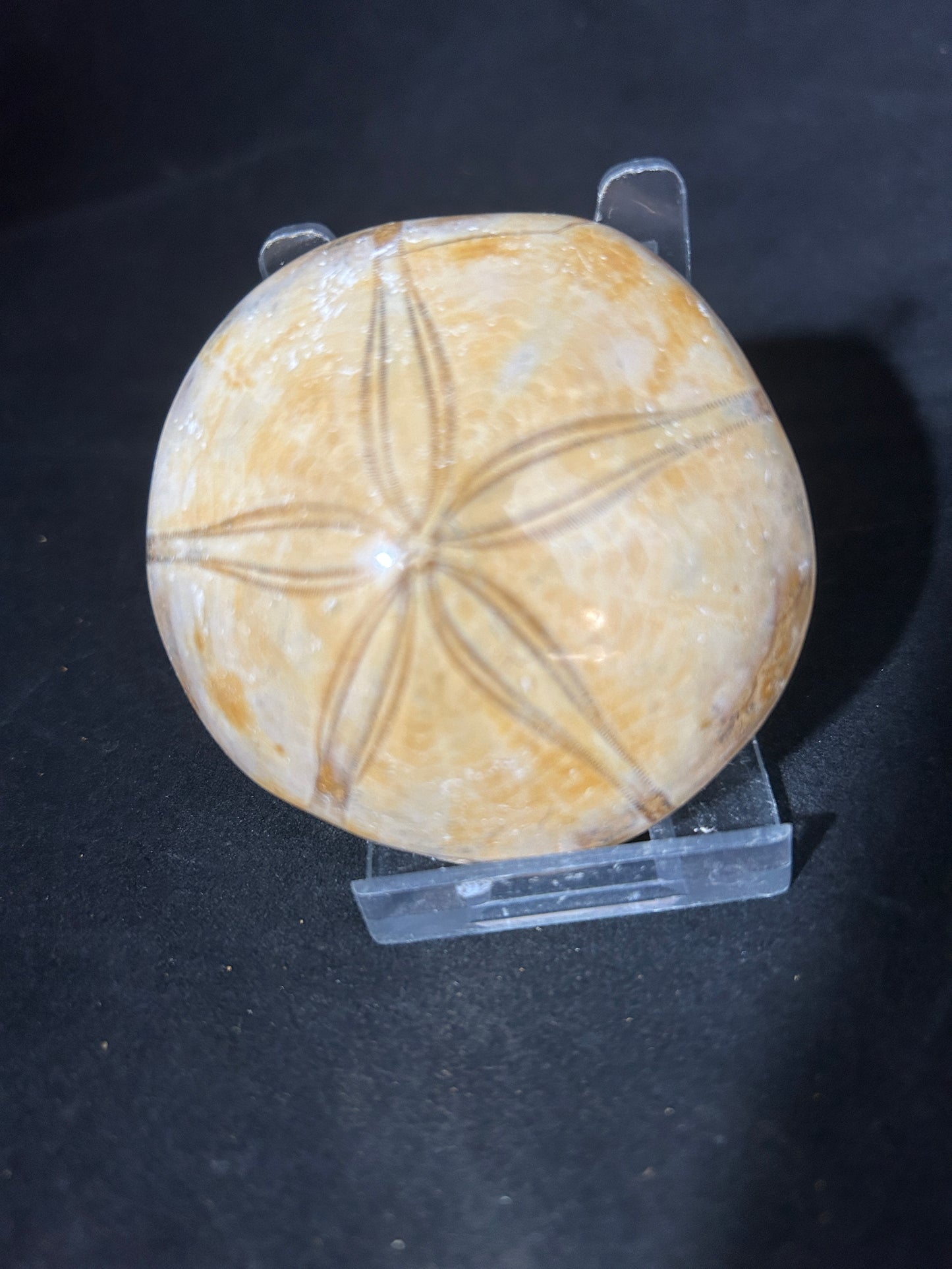 Fossil Sand Dollar