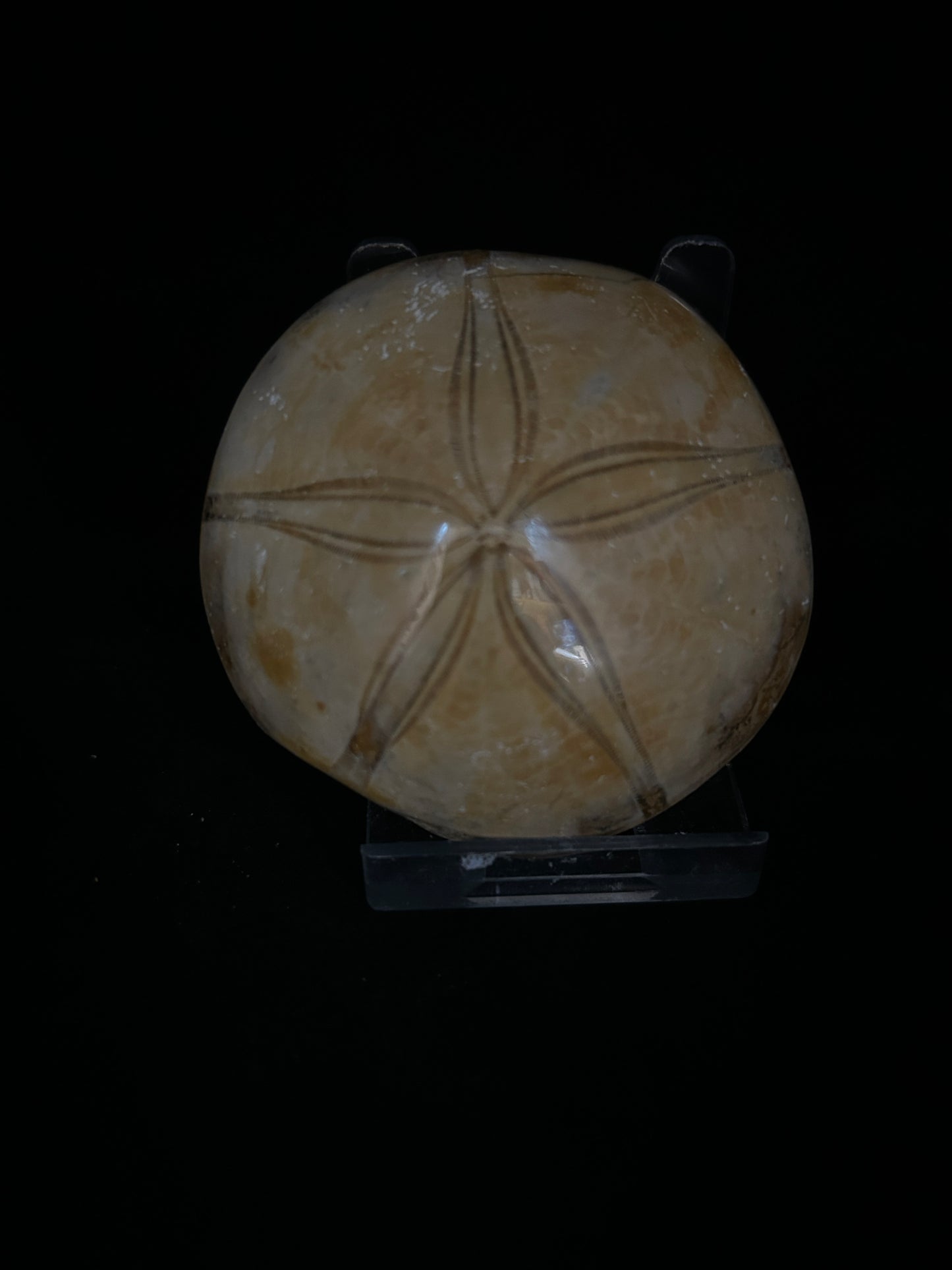 Fossil Sand Dollar