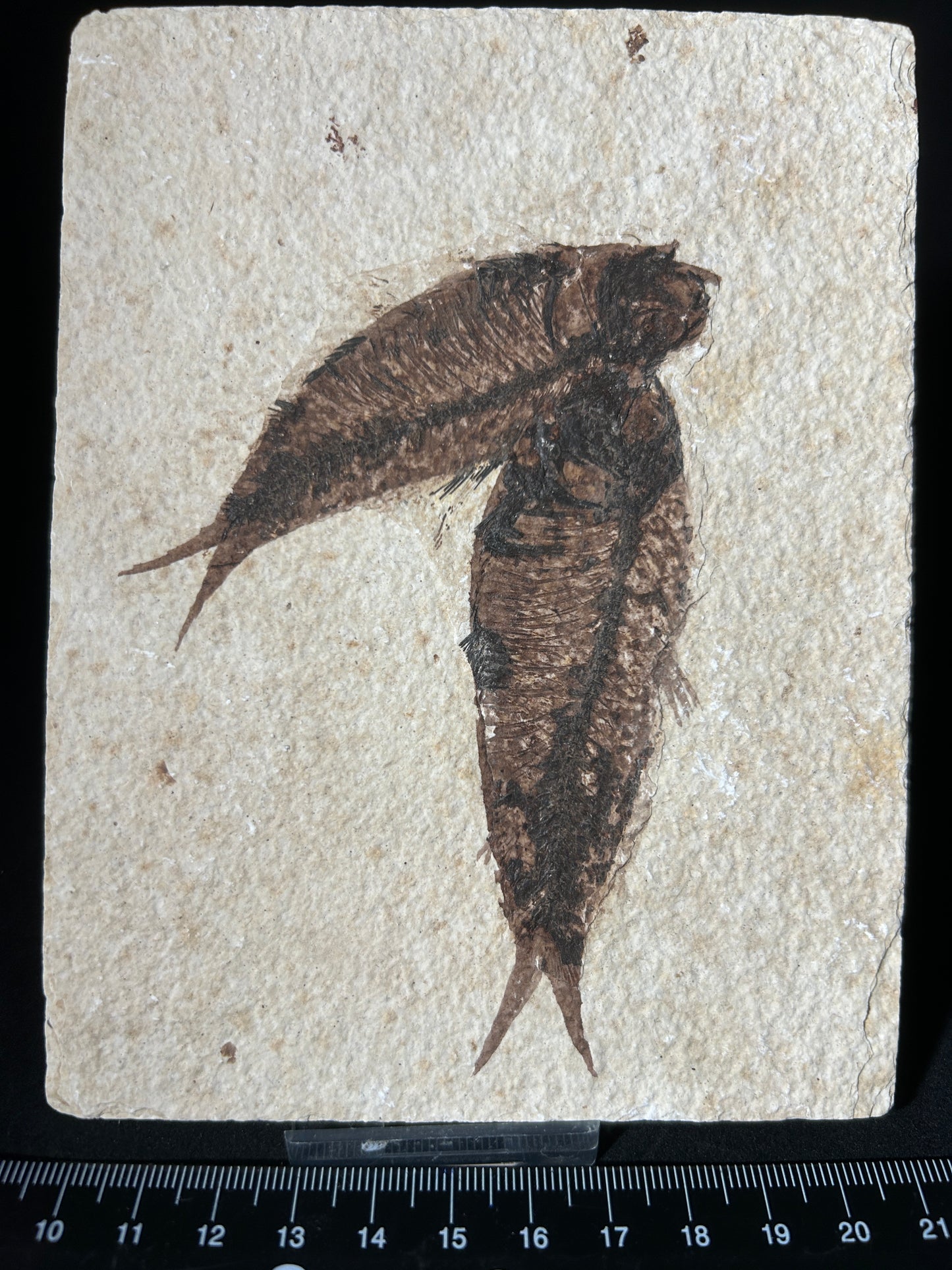Fabulous Large Fossil Fish Pair
