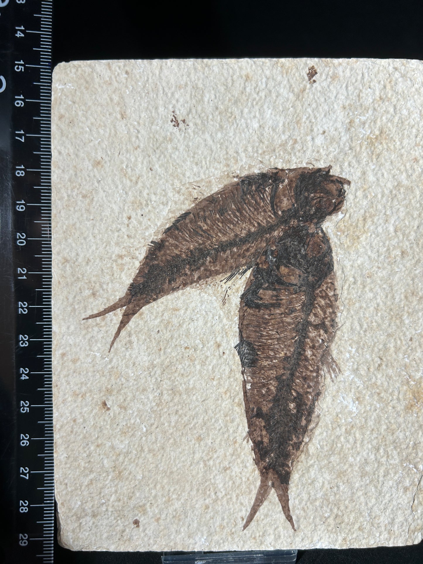 Fabulous Large Fossil Fish Pair