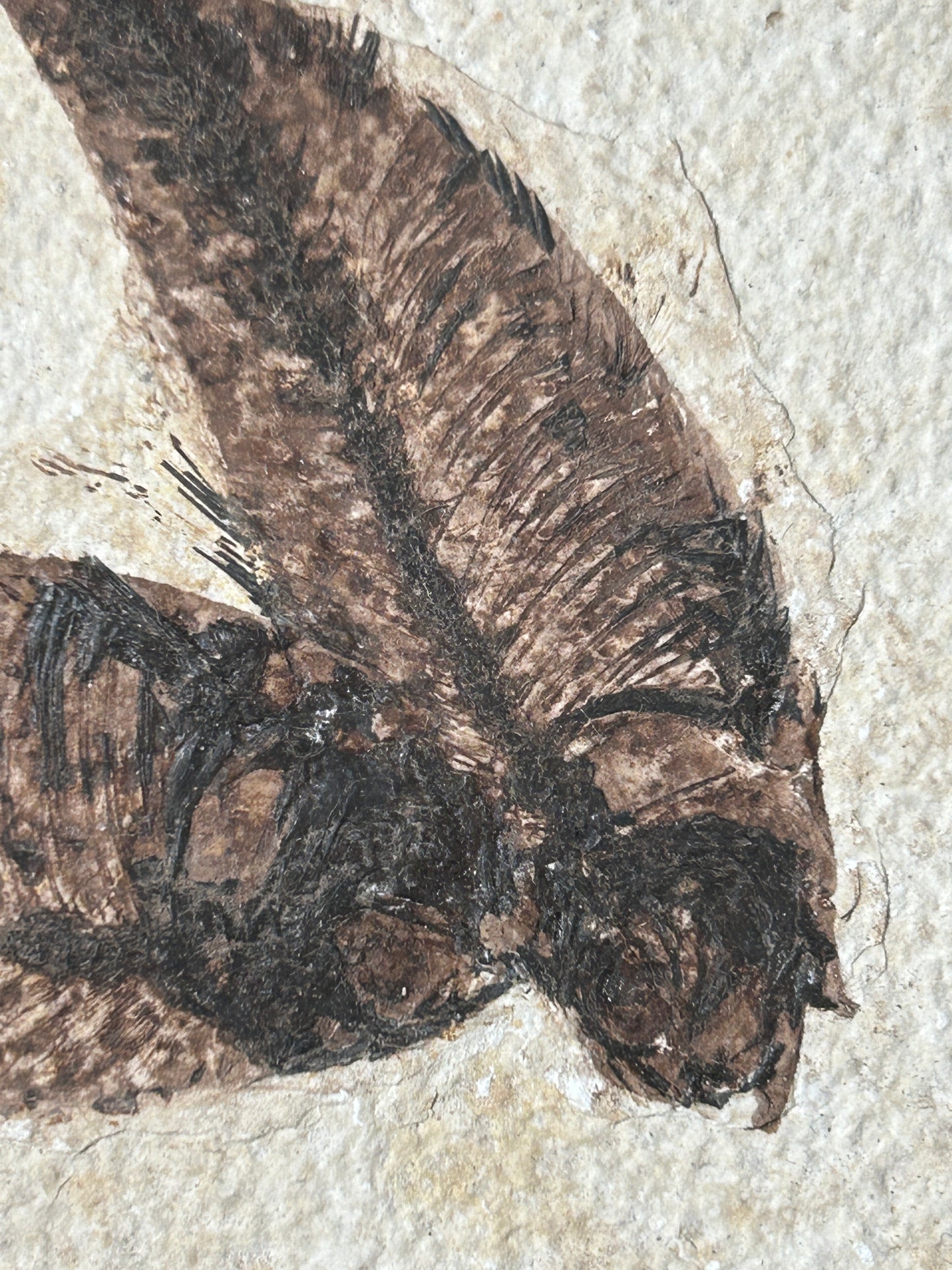 Fabulous Large Fossil Fish Pair