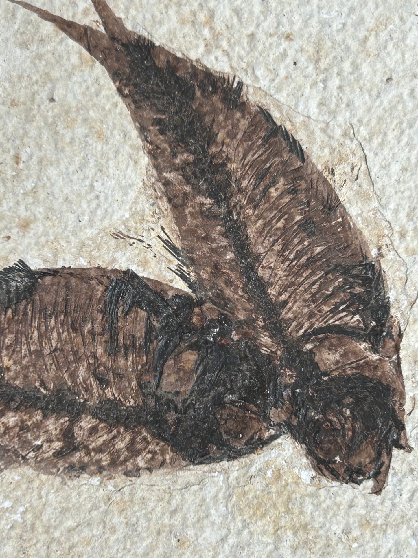 Fabulous Large Fossil Fish Pair
