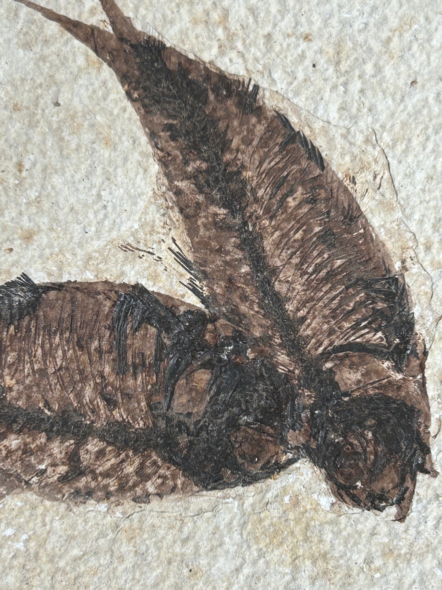 Fabulous Large Fossil Fish Pair