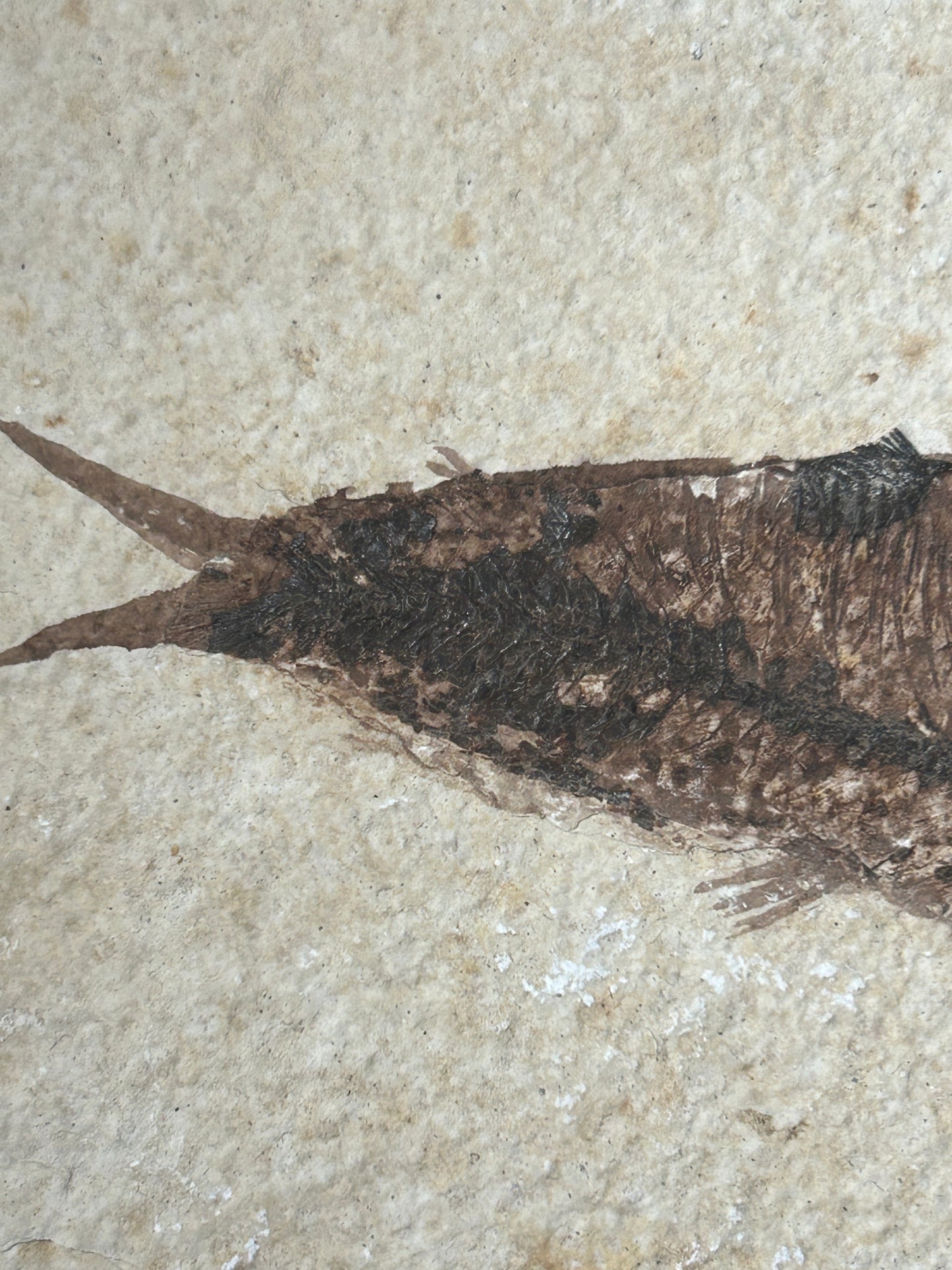 Fabulous Large Fossil Fish Pair