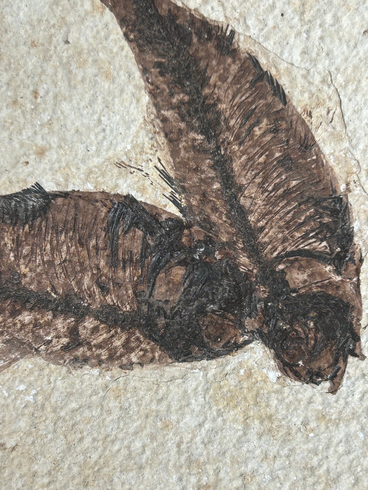 Fabulous Large Fossil Fish Pair