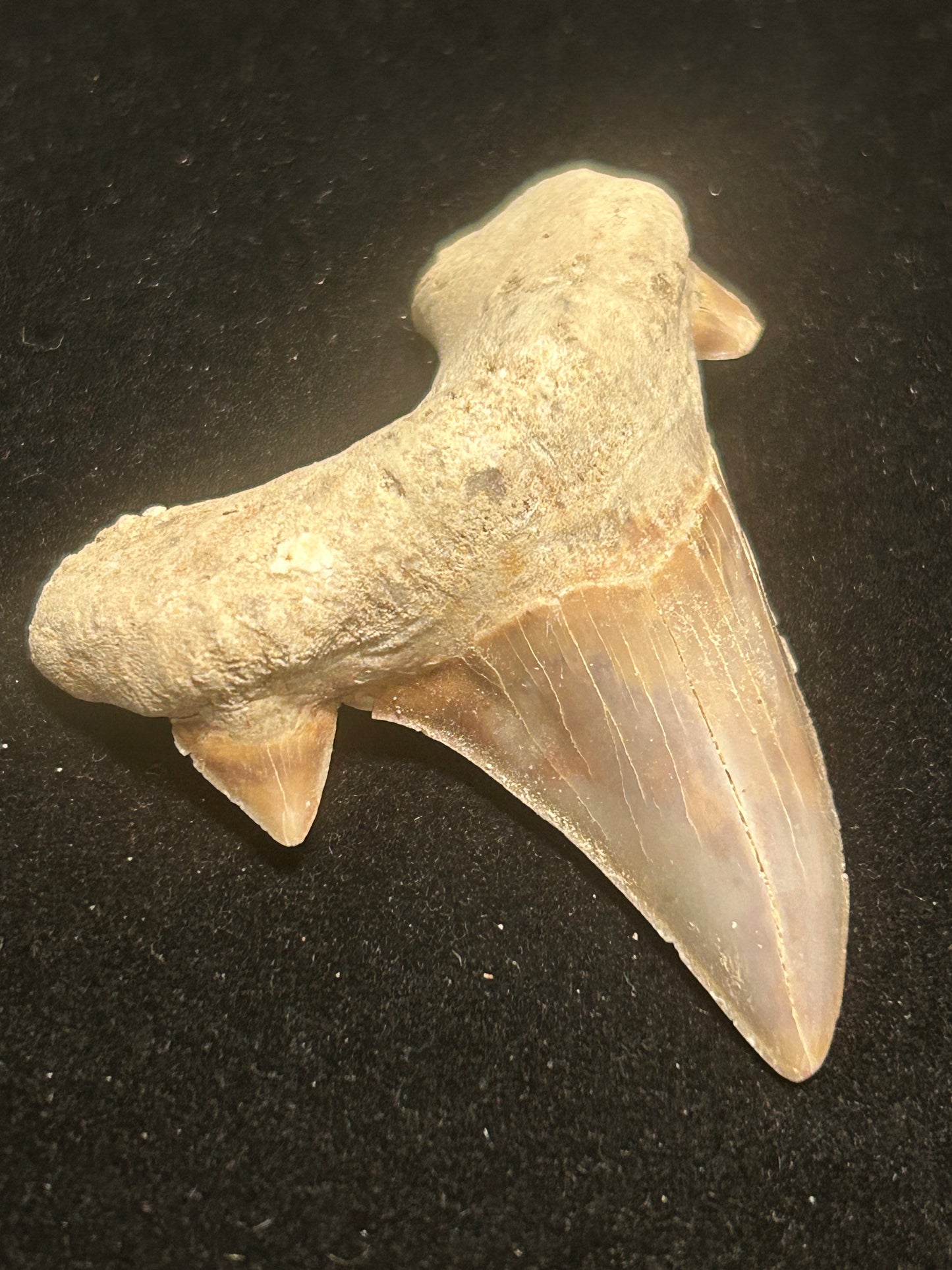 Shark Teeth
