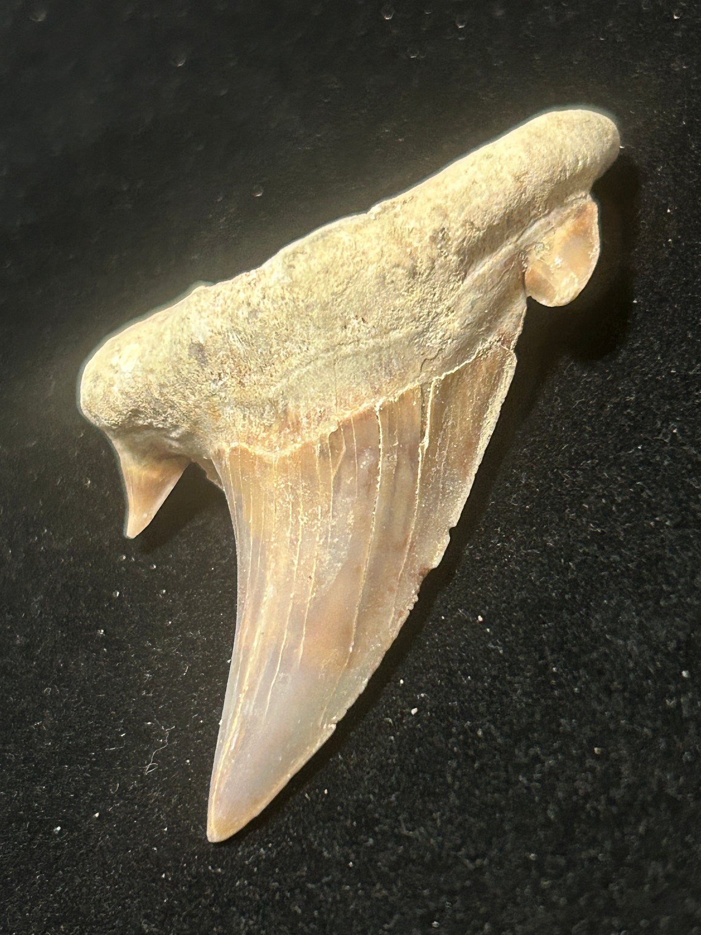 Shark Teeth