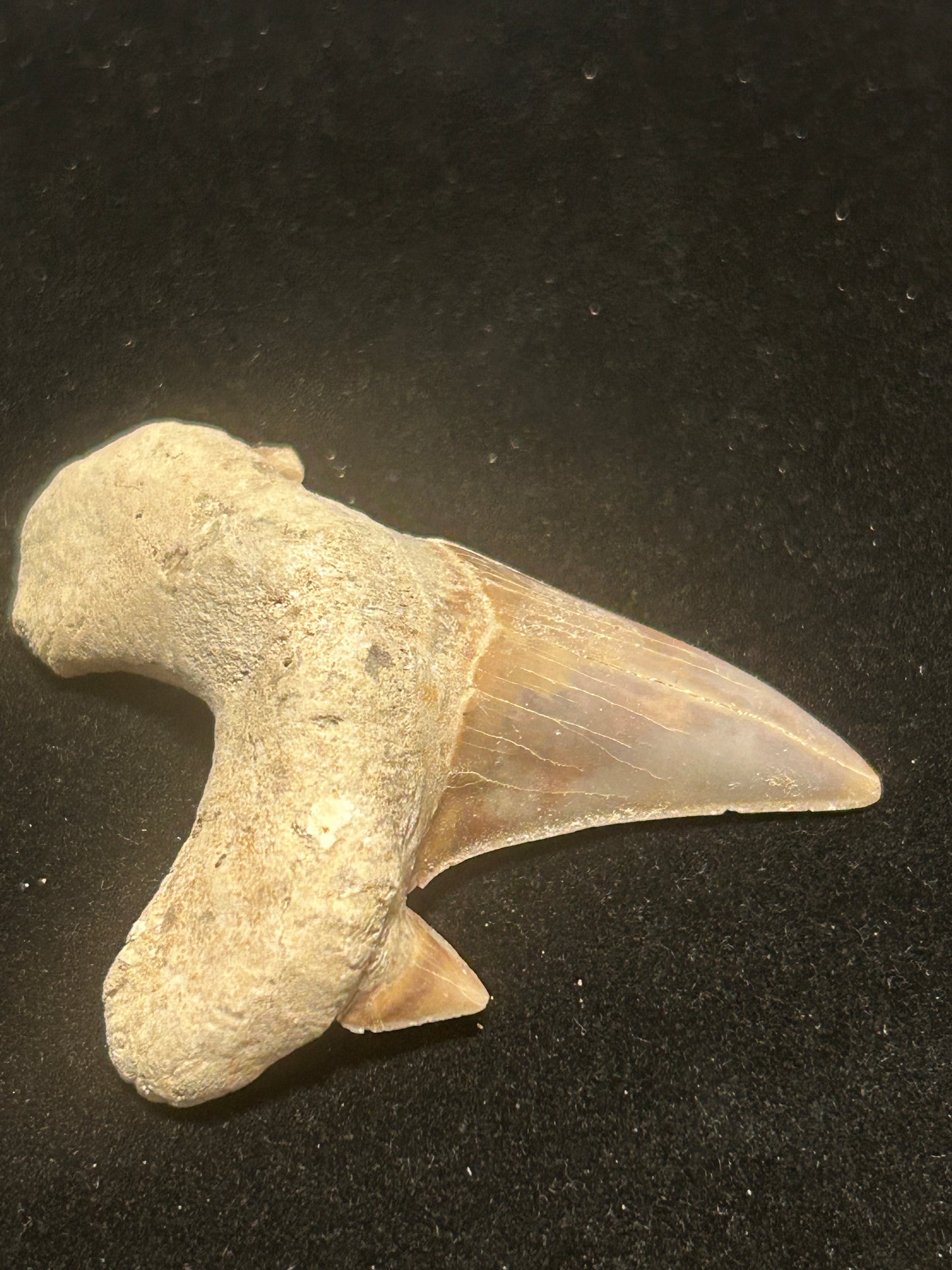 Shark Teeth
