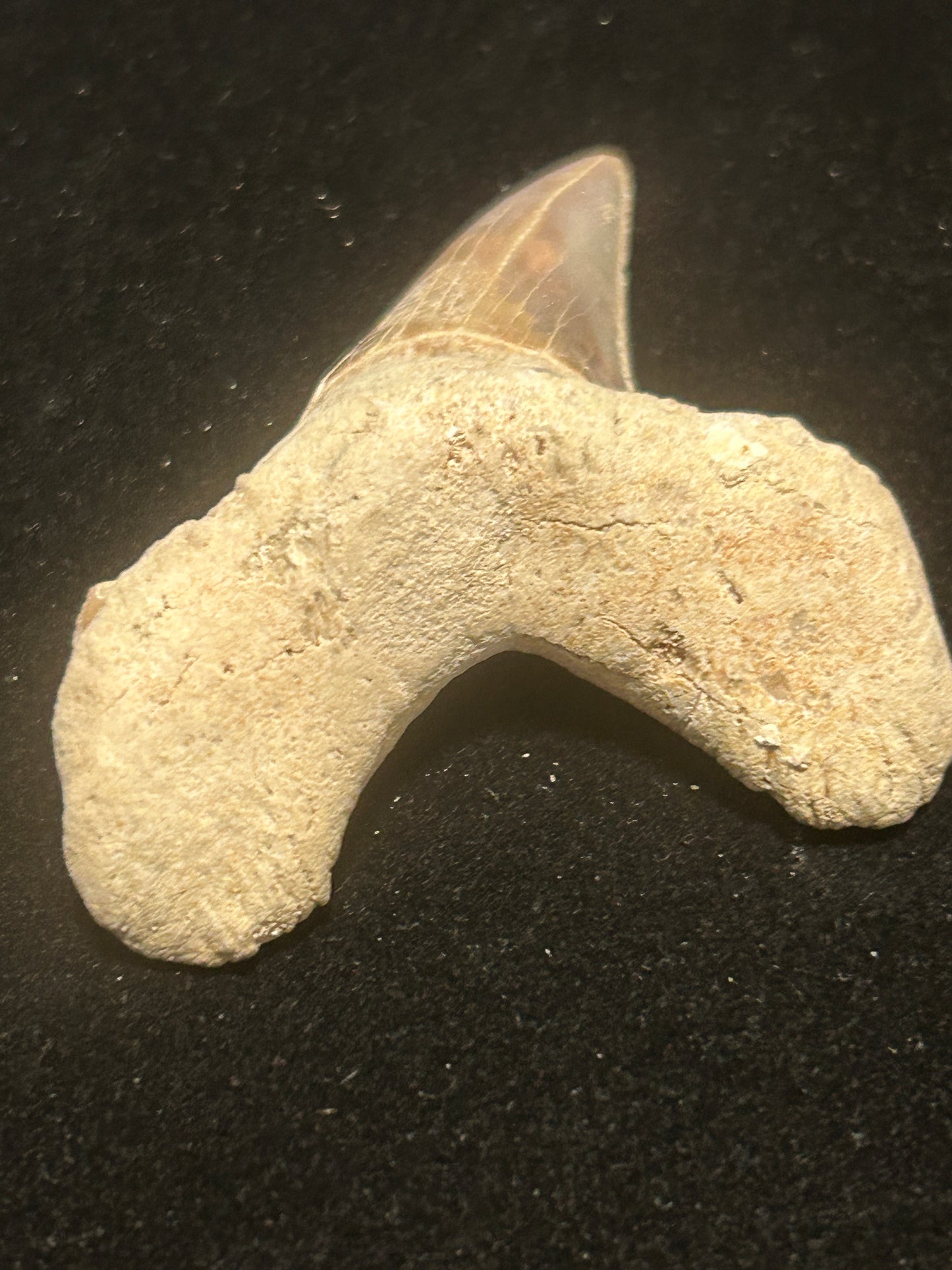 Shark Teeth