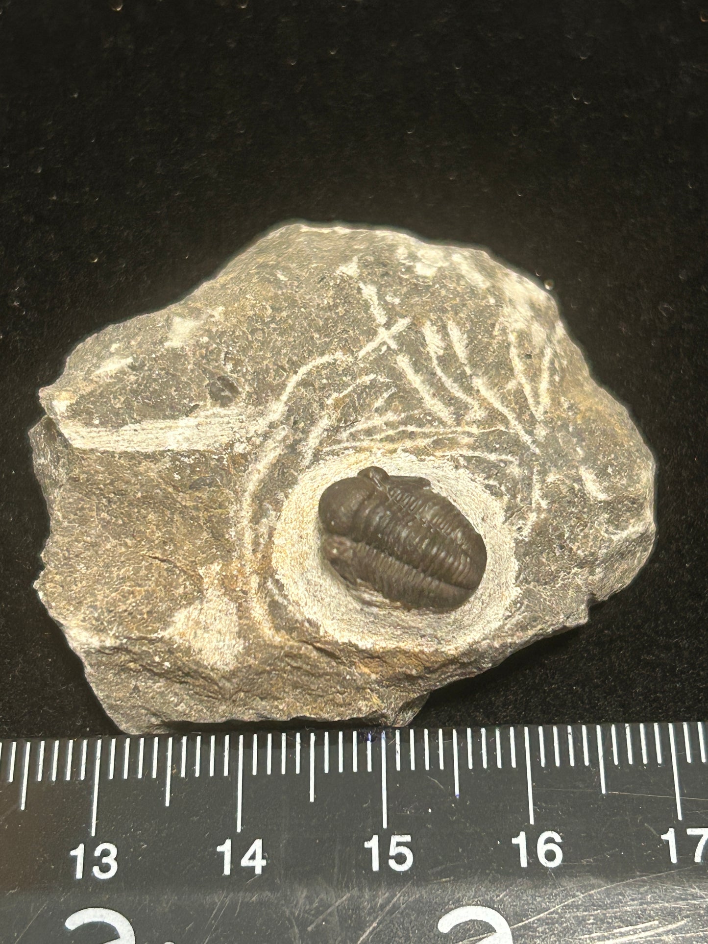 Proteus Trilobite
