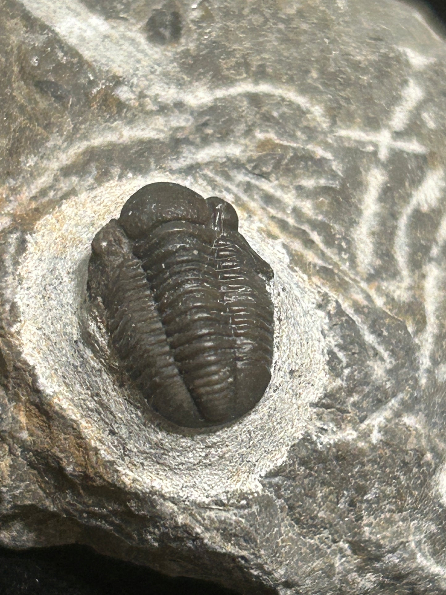 Proteus Trilobite