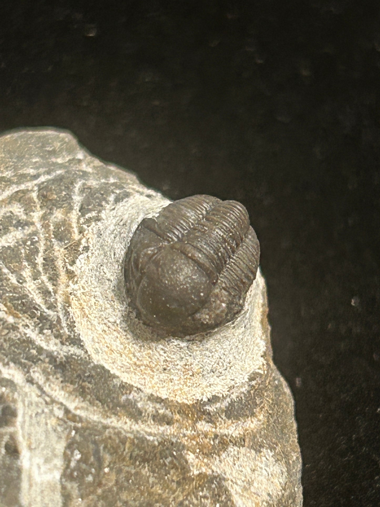 Proteus Trilobite