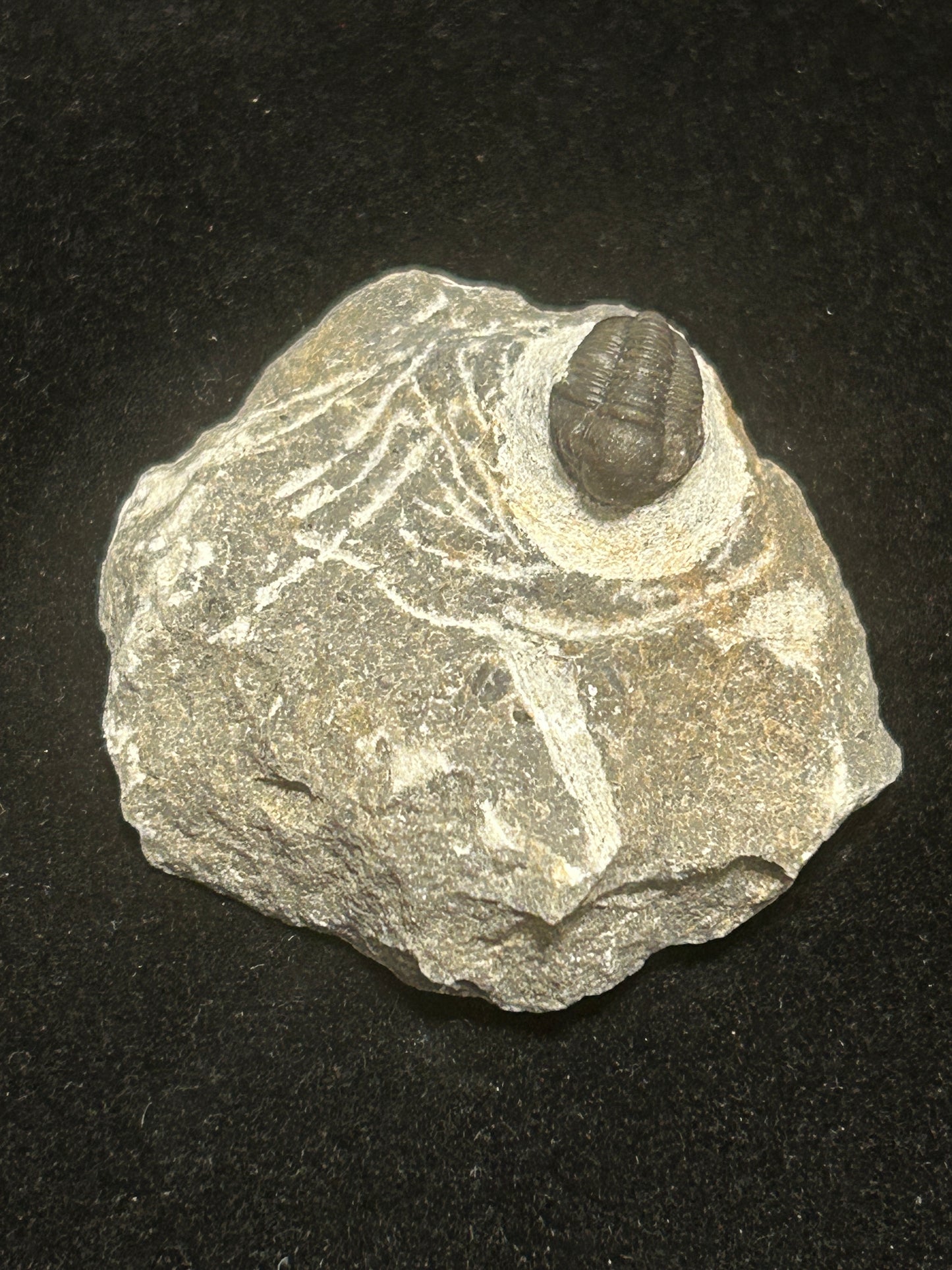 Proteus Trilobite