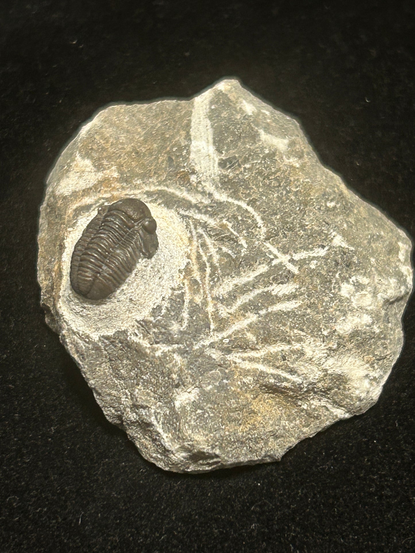 Proteus Trilobite