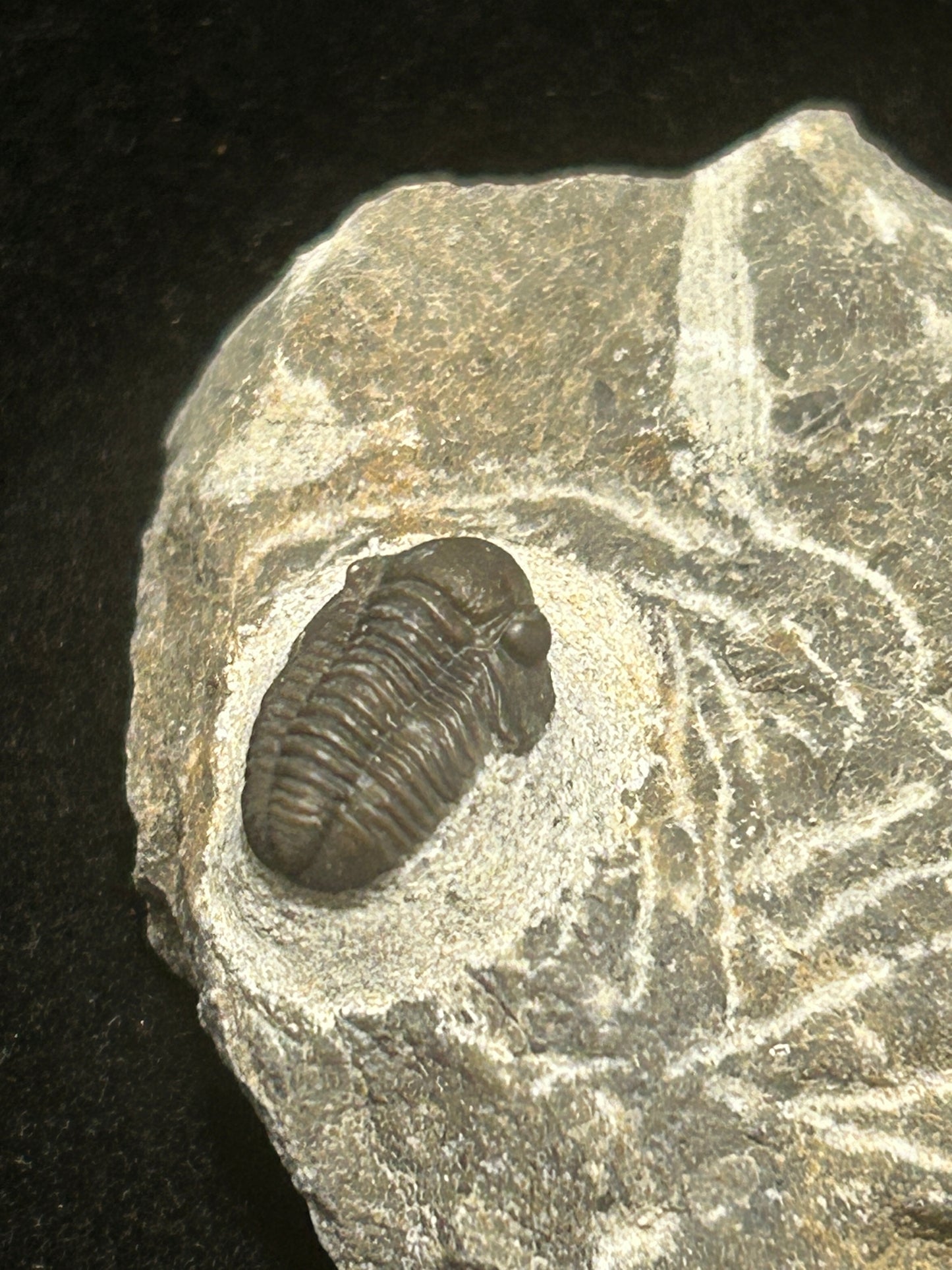 Proteus Trilobite