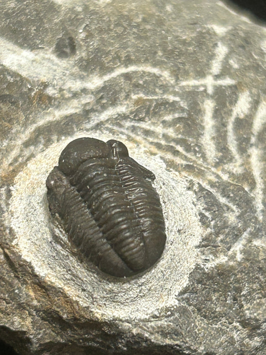 Proteus Trilobite